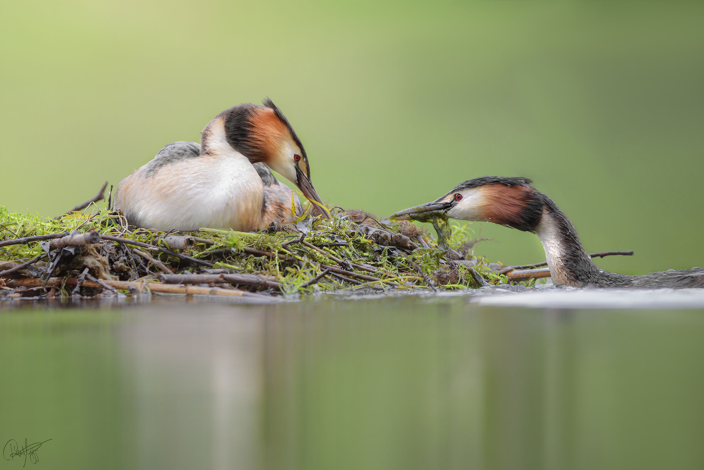 The care of the nest