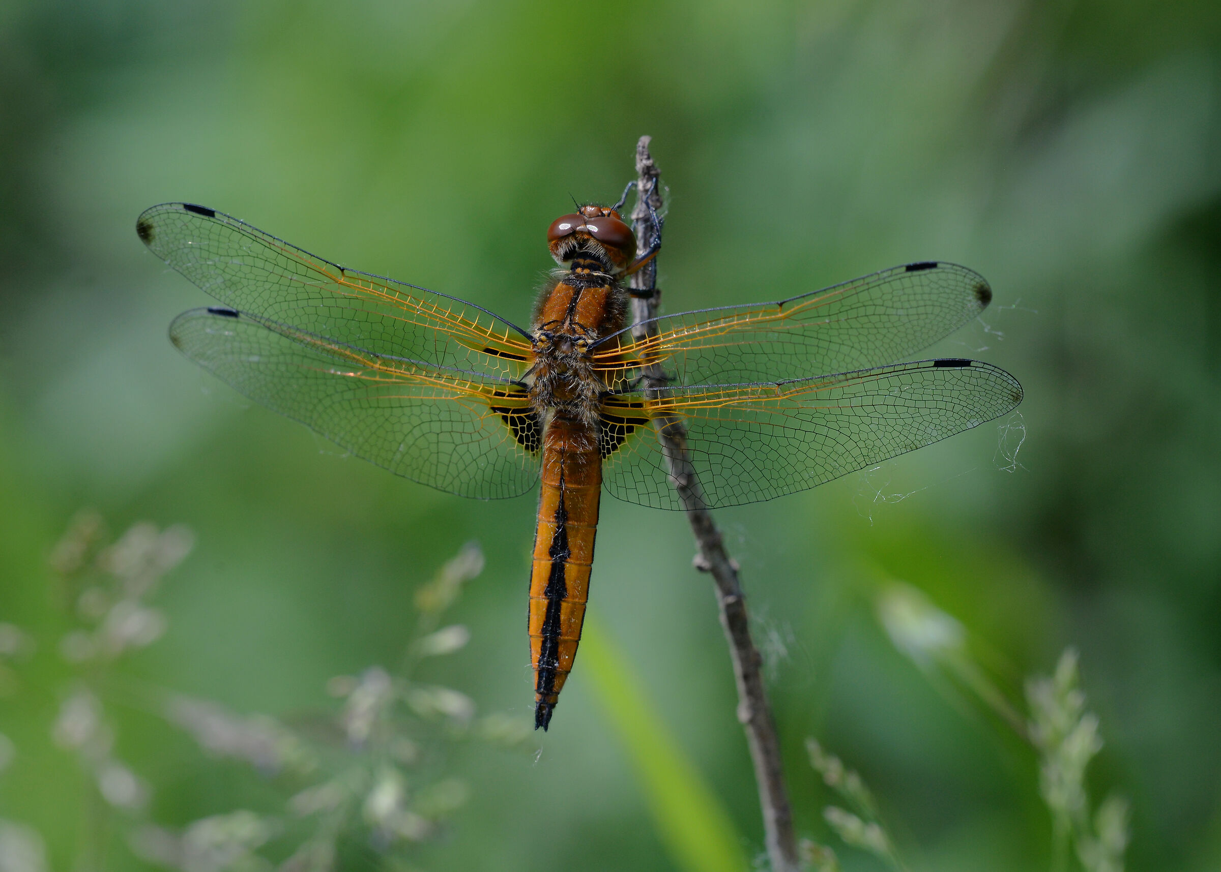 Dragonfly
