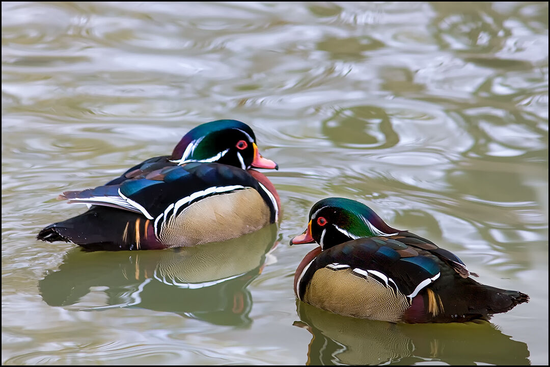 Pair of Male Wood Ducks.