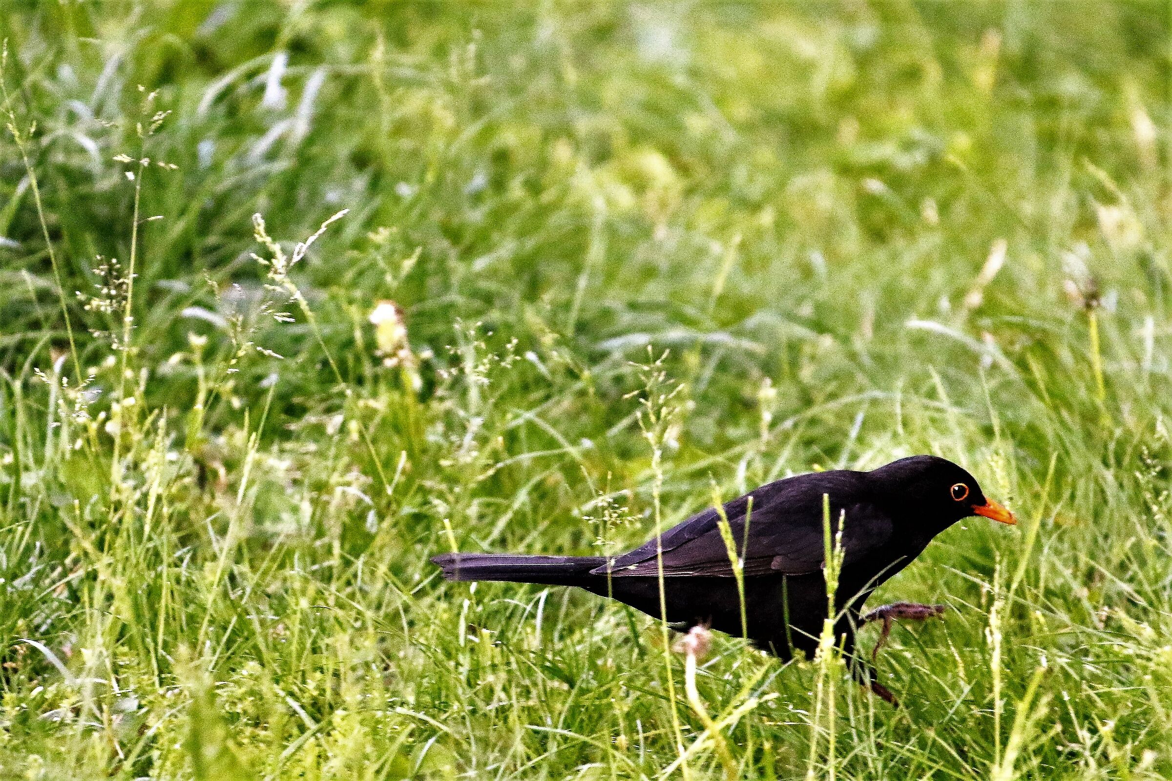 common blackbird in the city
