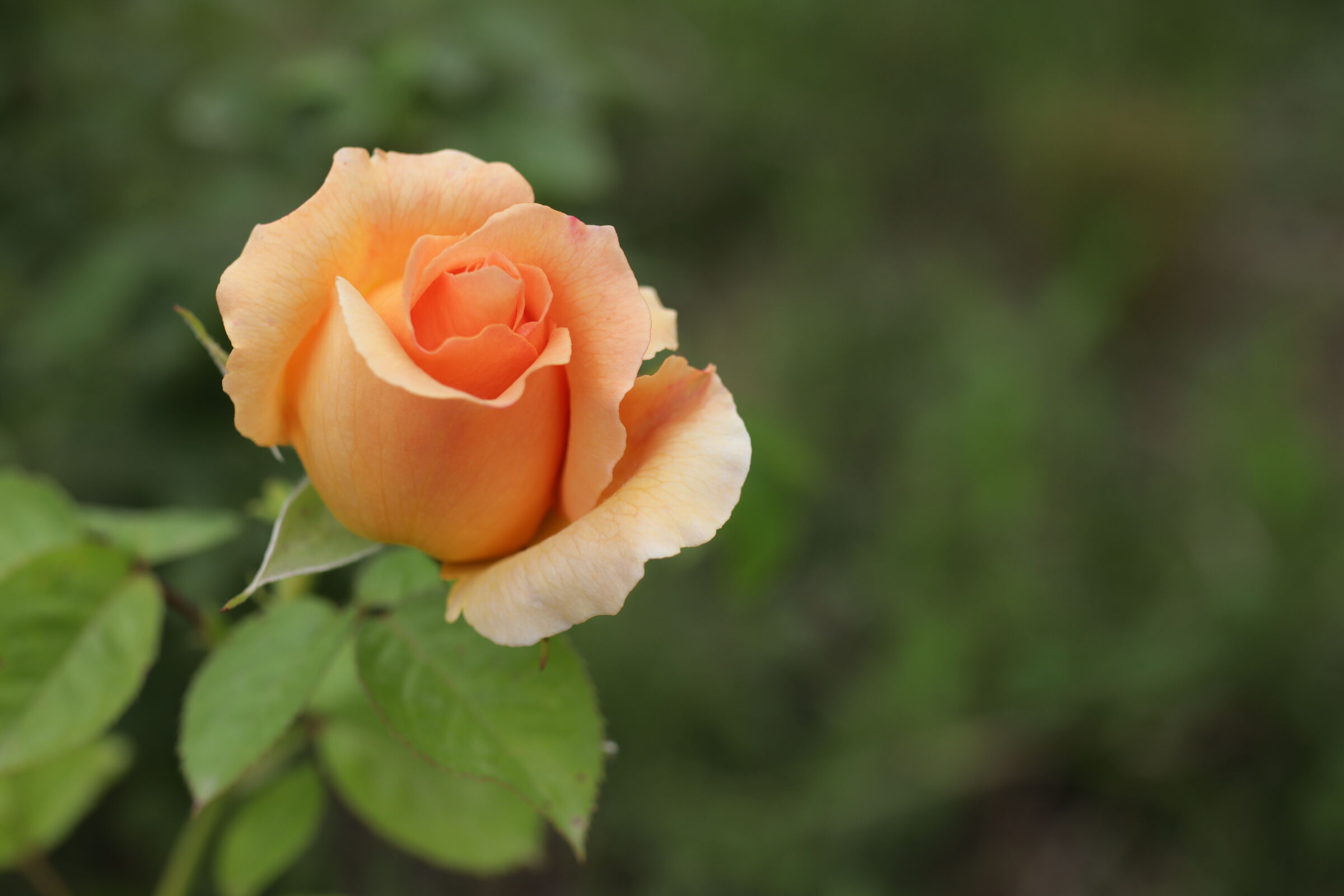 Garden rose that isn't there