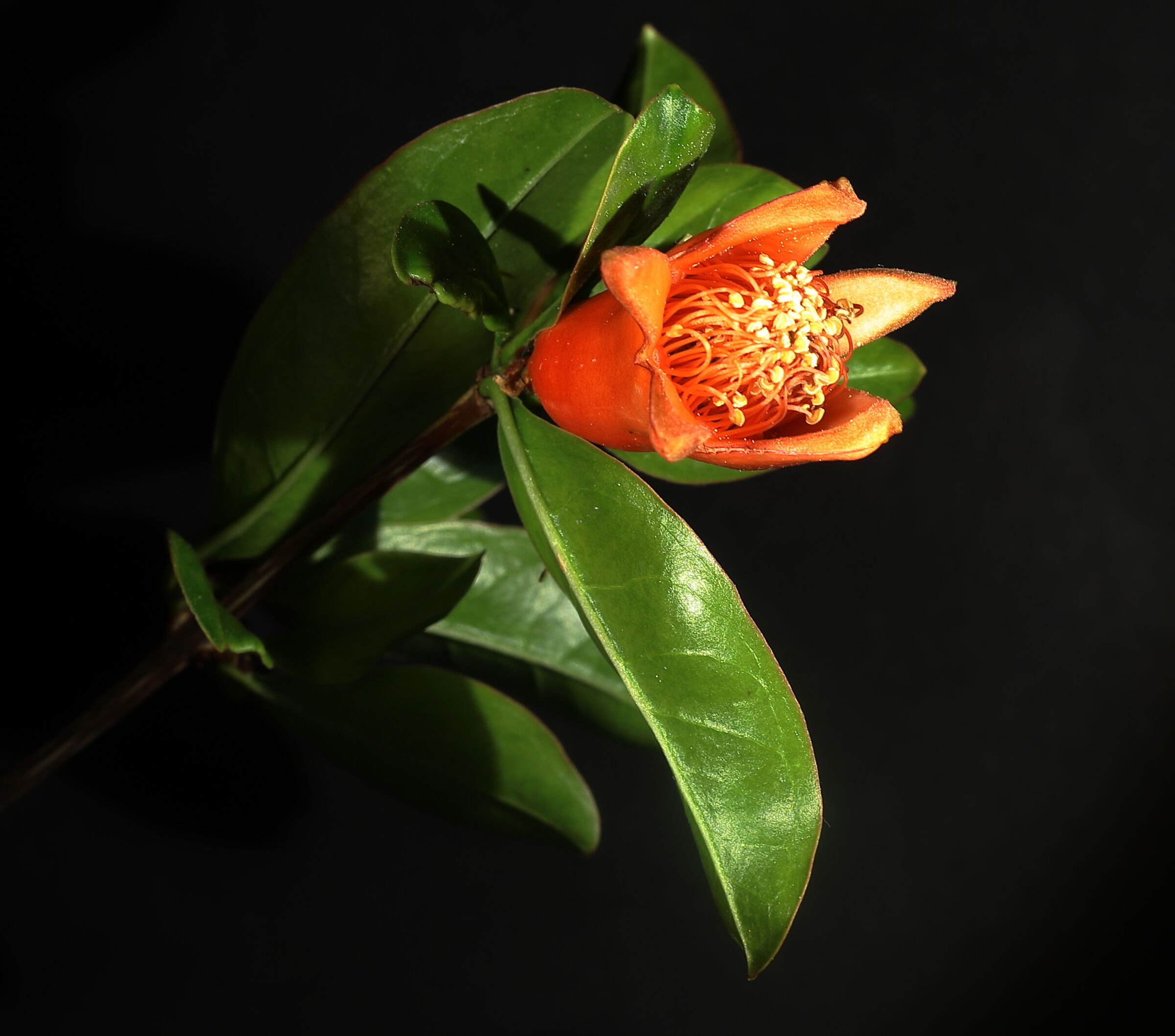 pomegranate flower 2