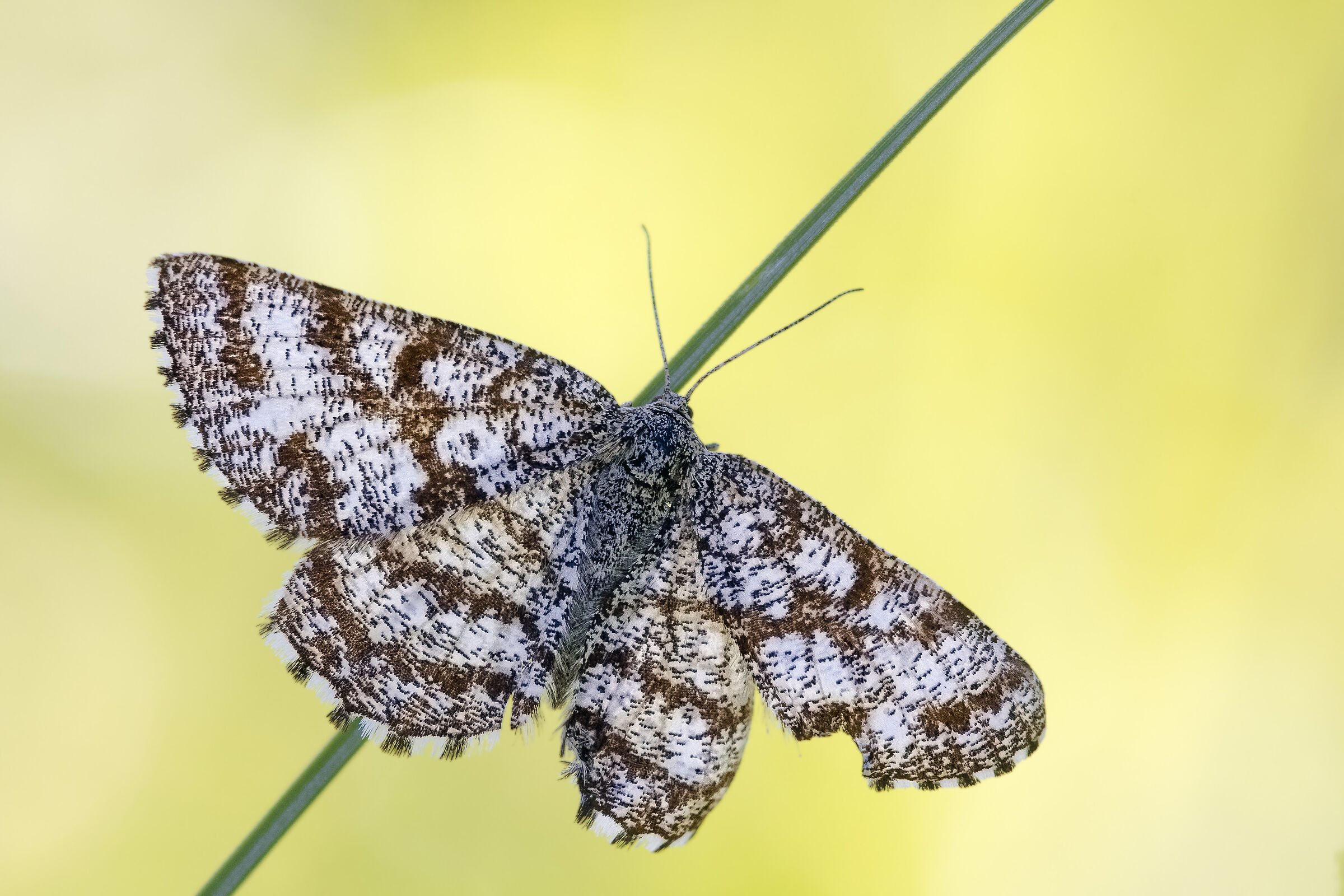 Ematurga atomaria femmina