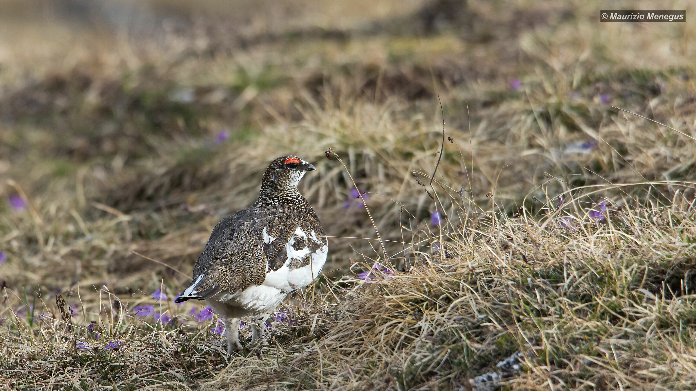 Pernice bianca maschio