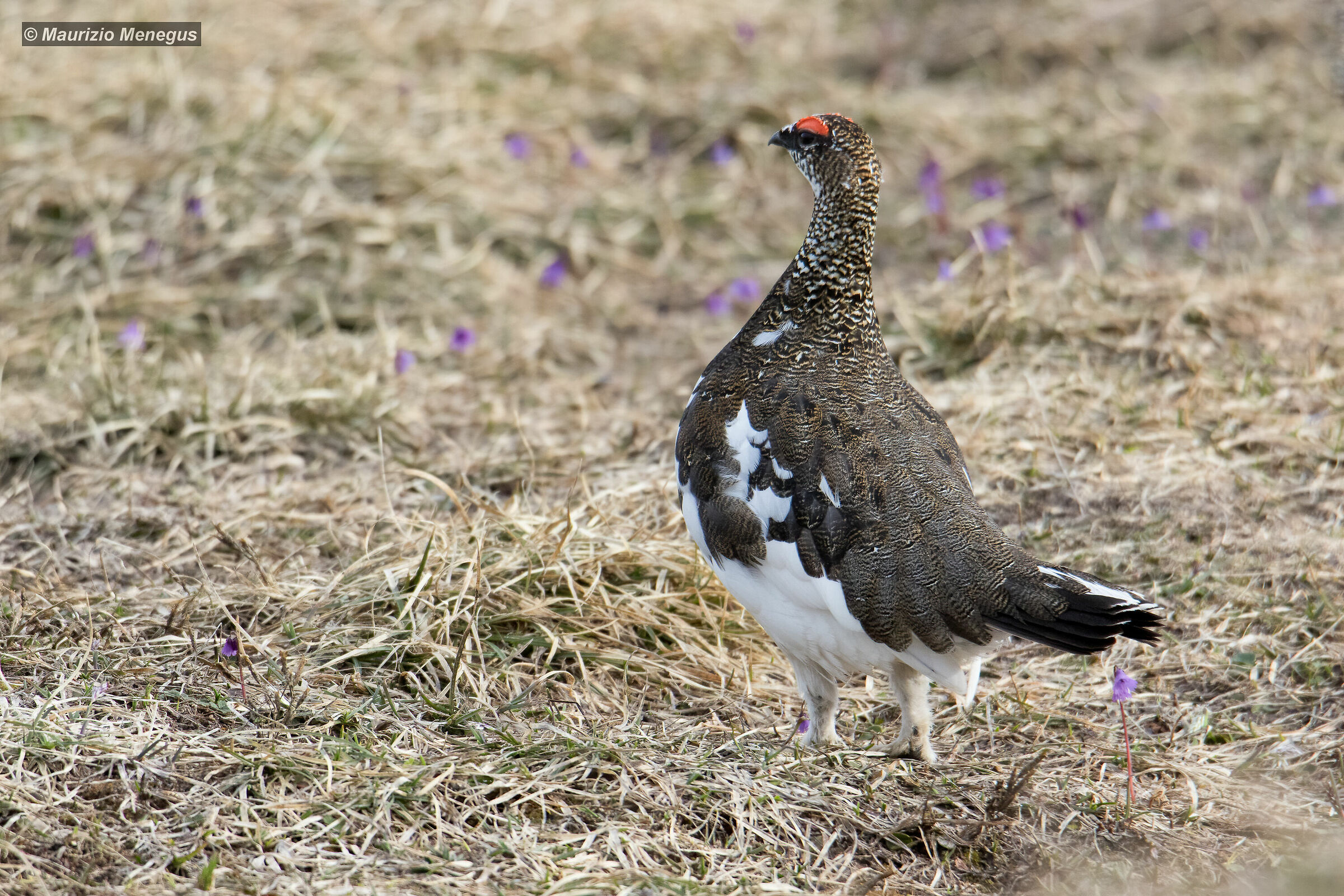 Pernice bianca maschio in allerta