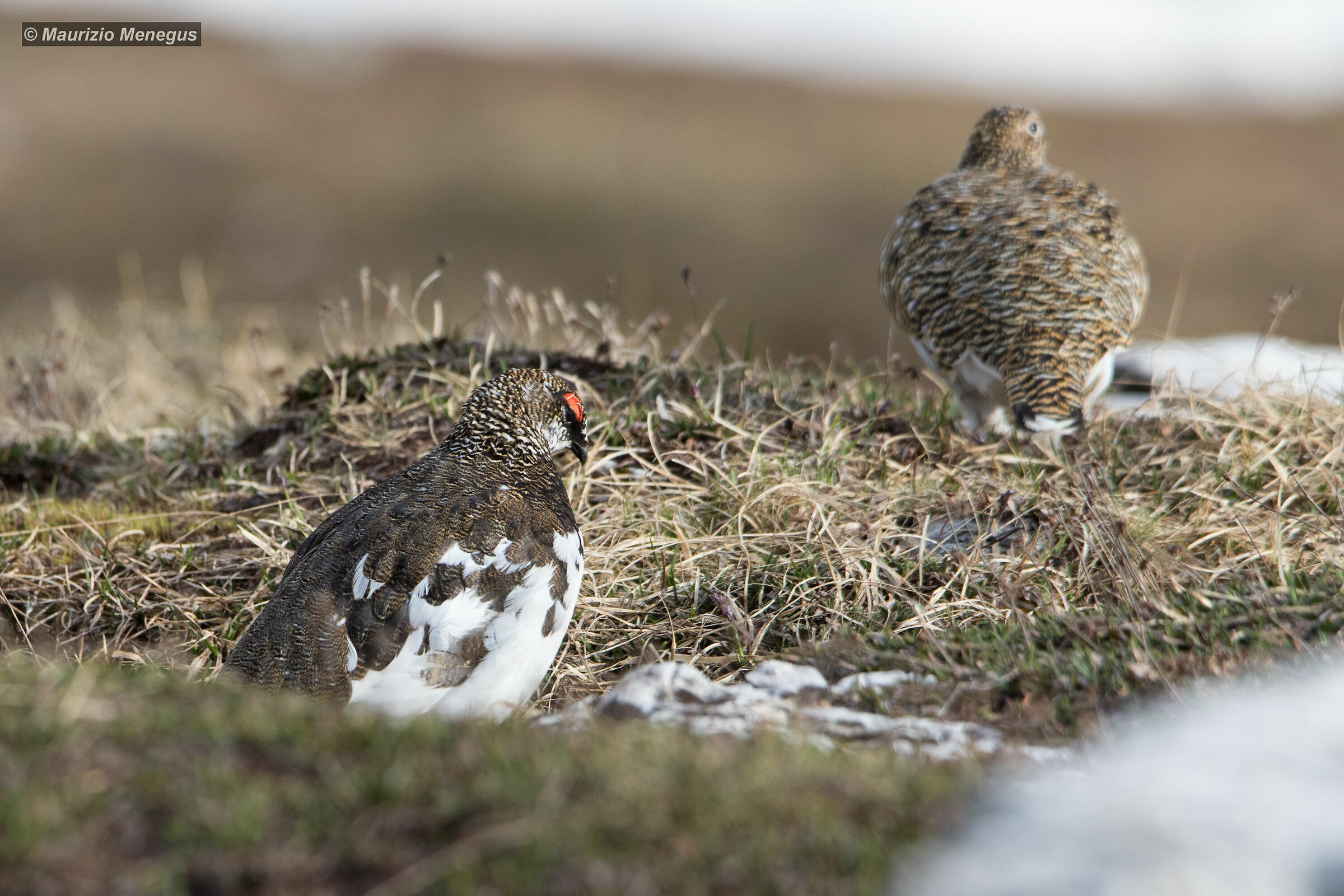 Coppia di pernici bianche