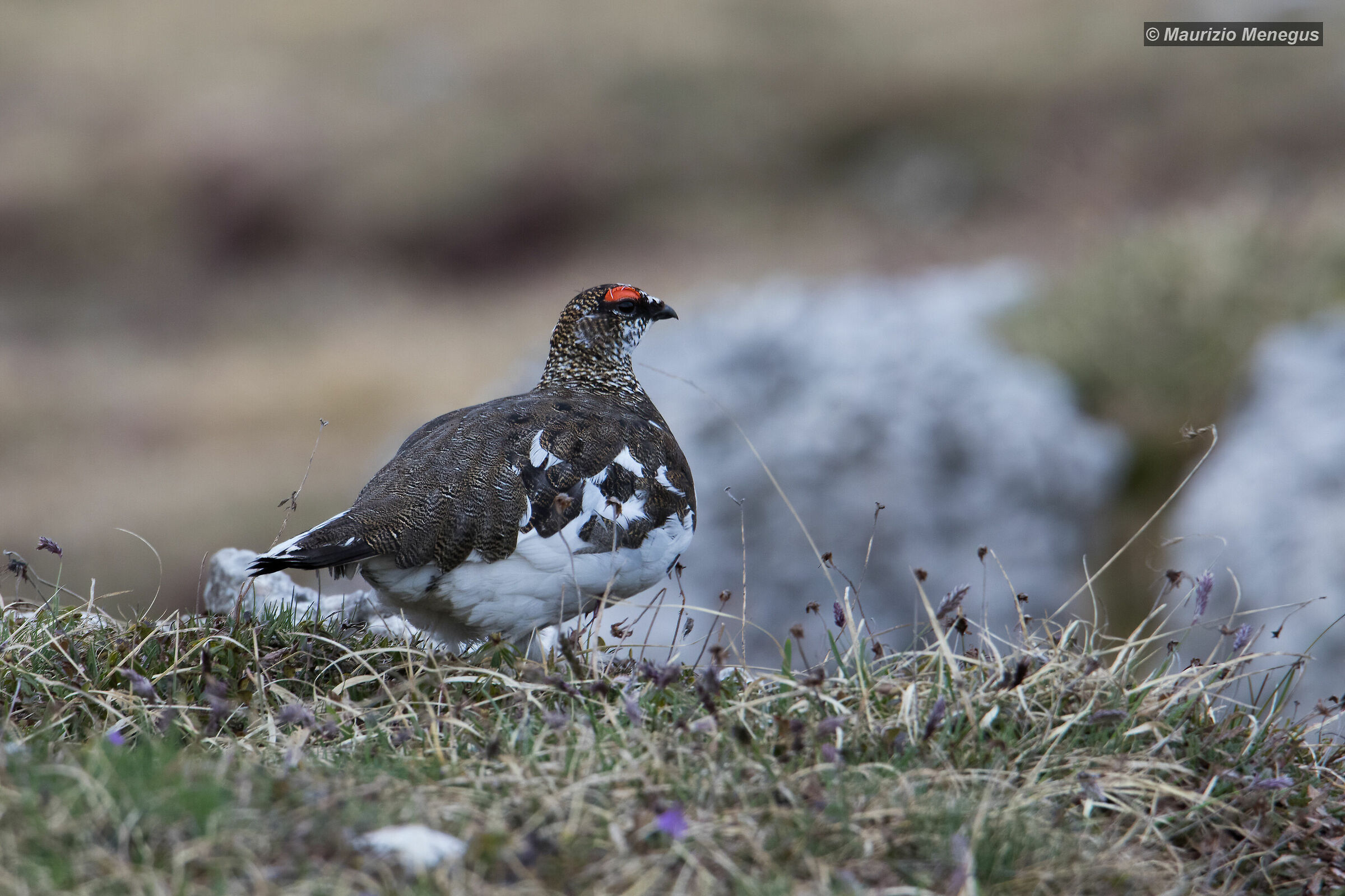 Pernice bianca maschio