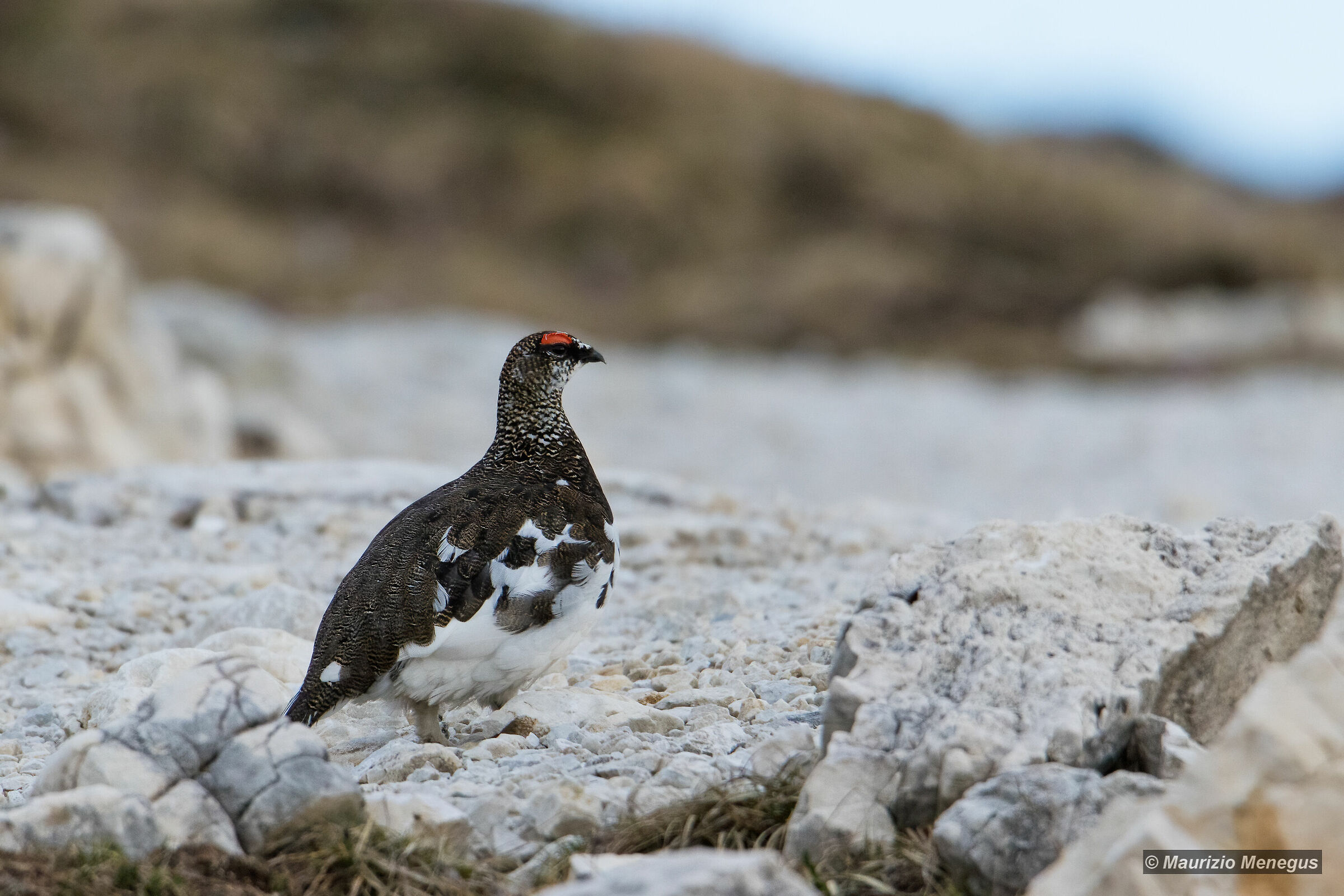 Pernice bianca maschio