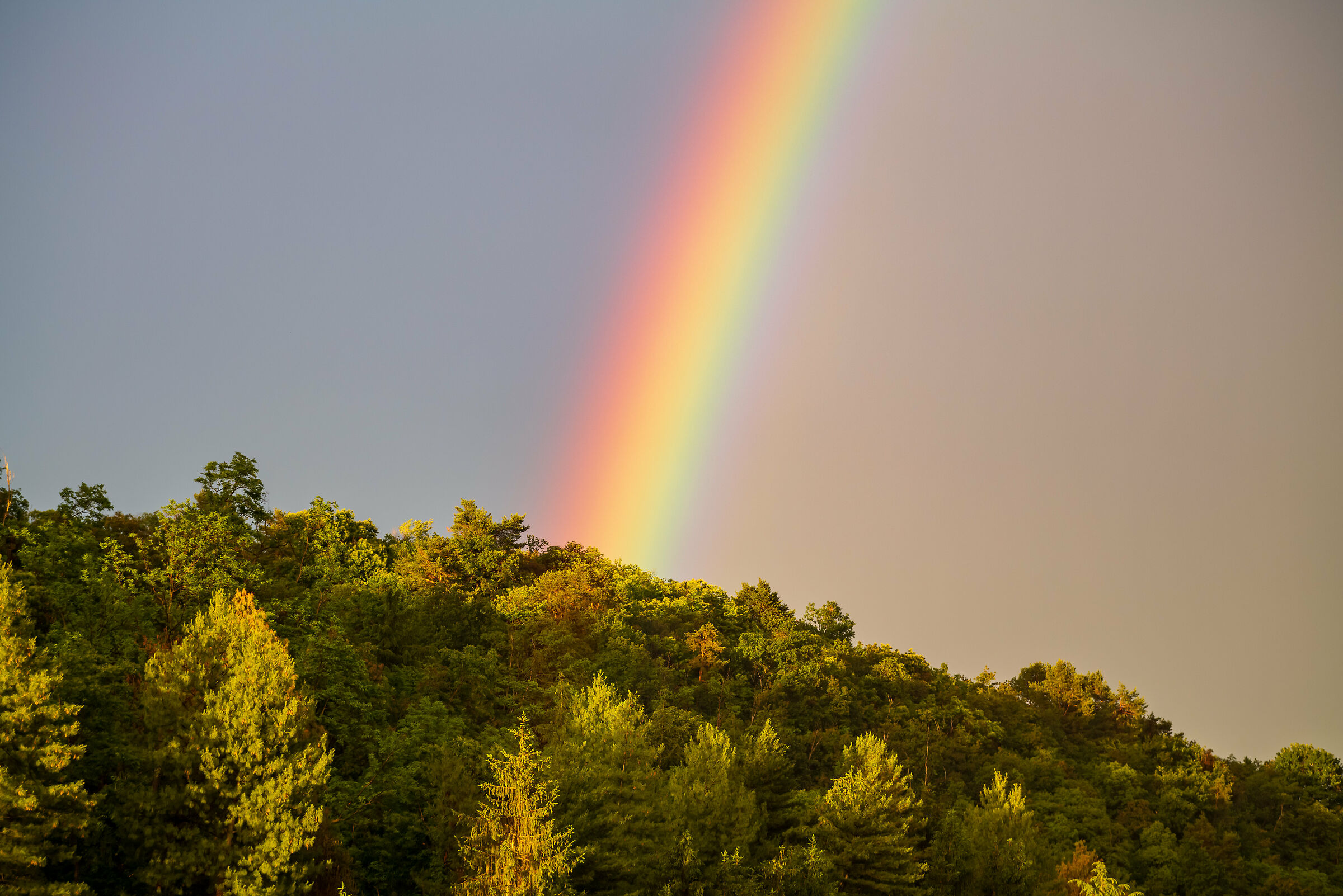 Il bosco della pentola d'oro (1)