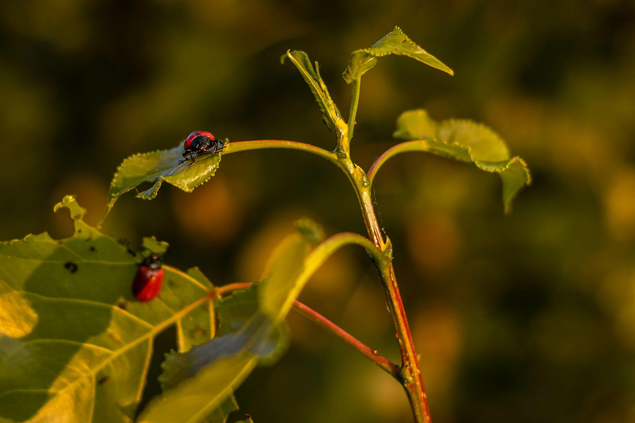 Golden Hour Insect