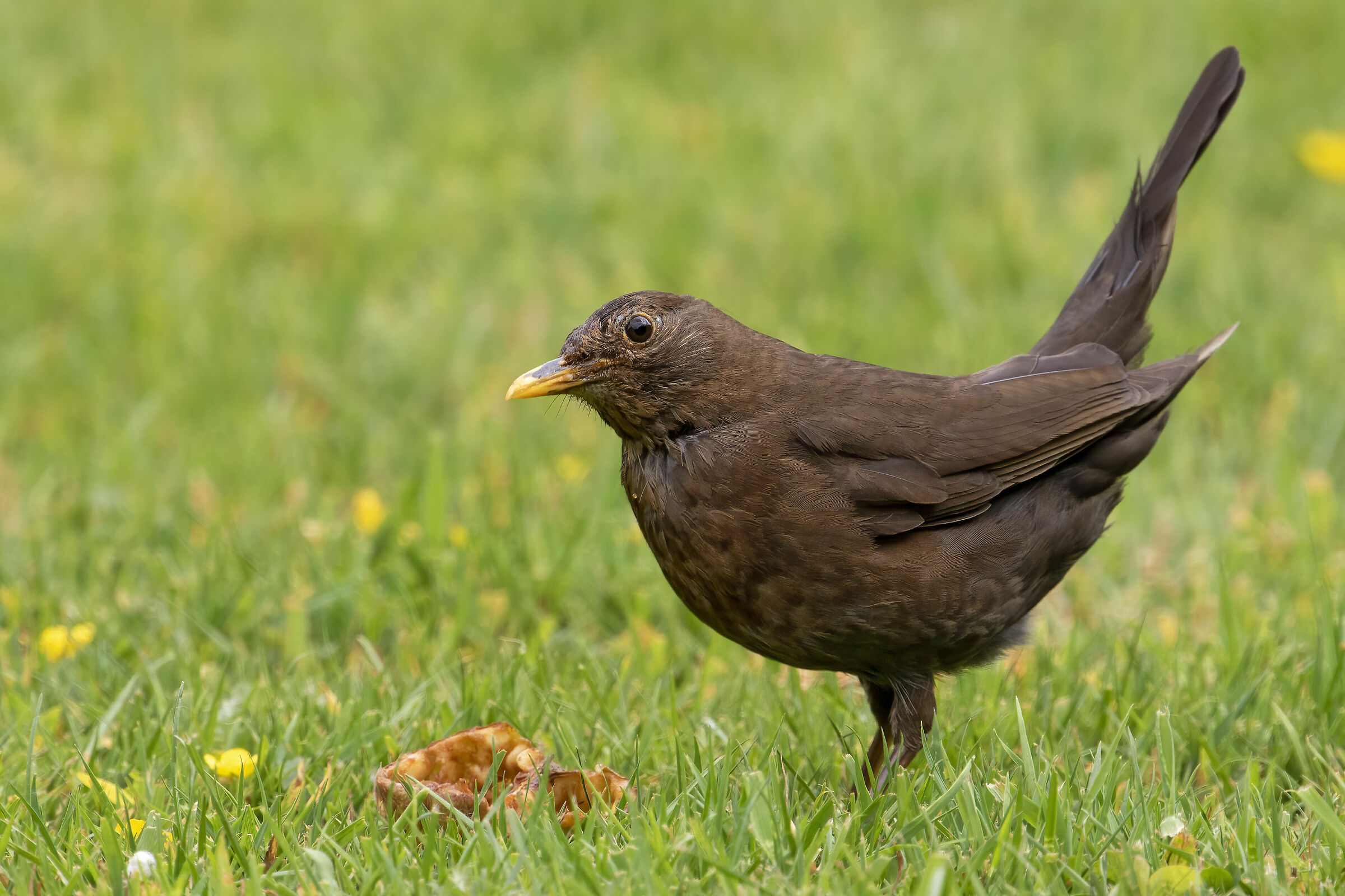 turdus merula