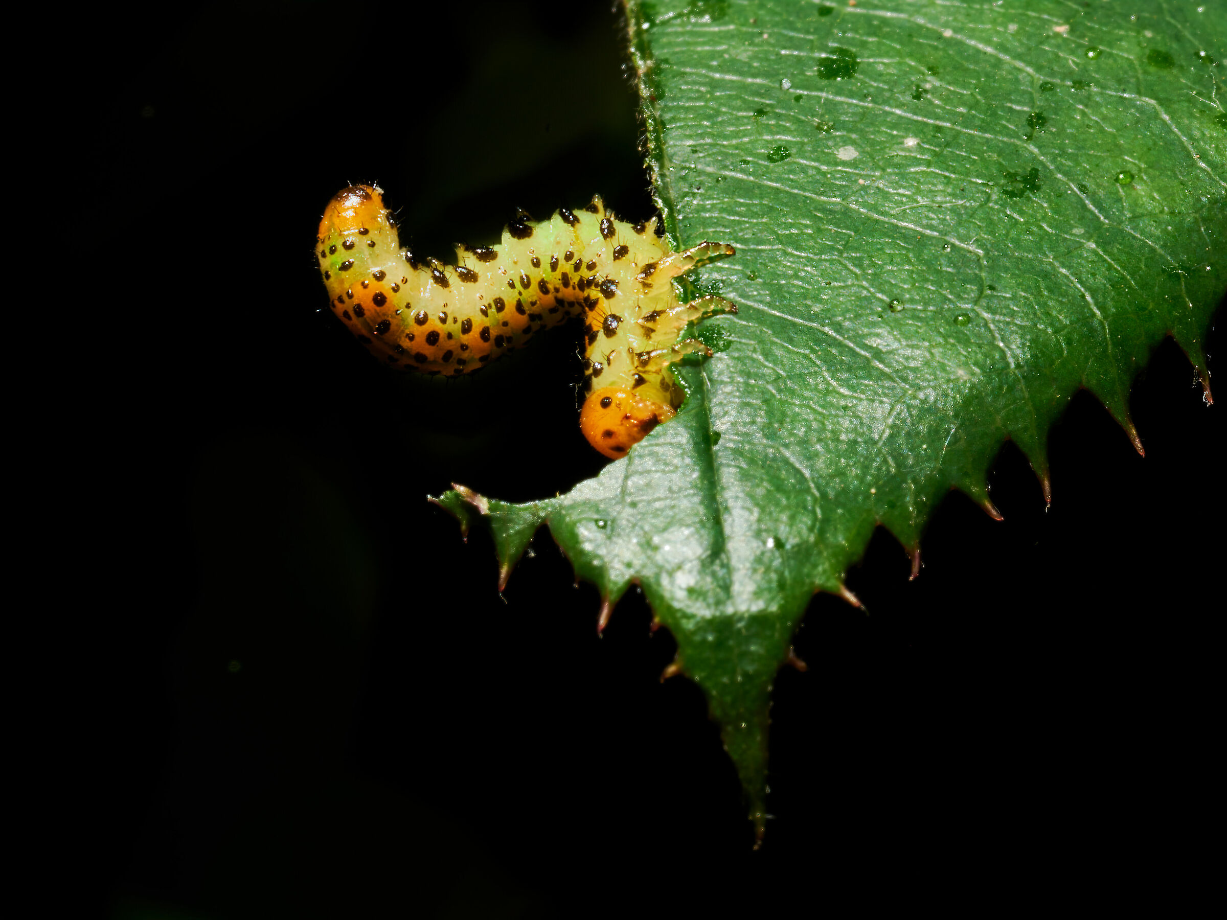 Caterpillar