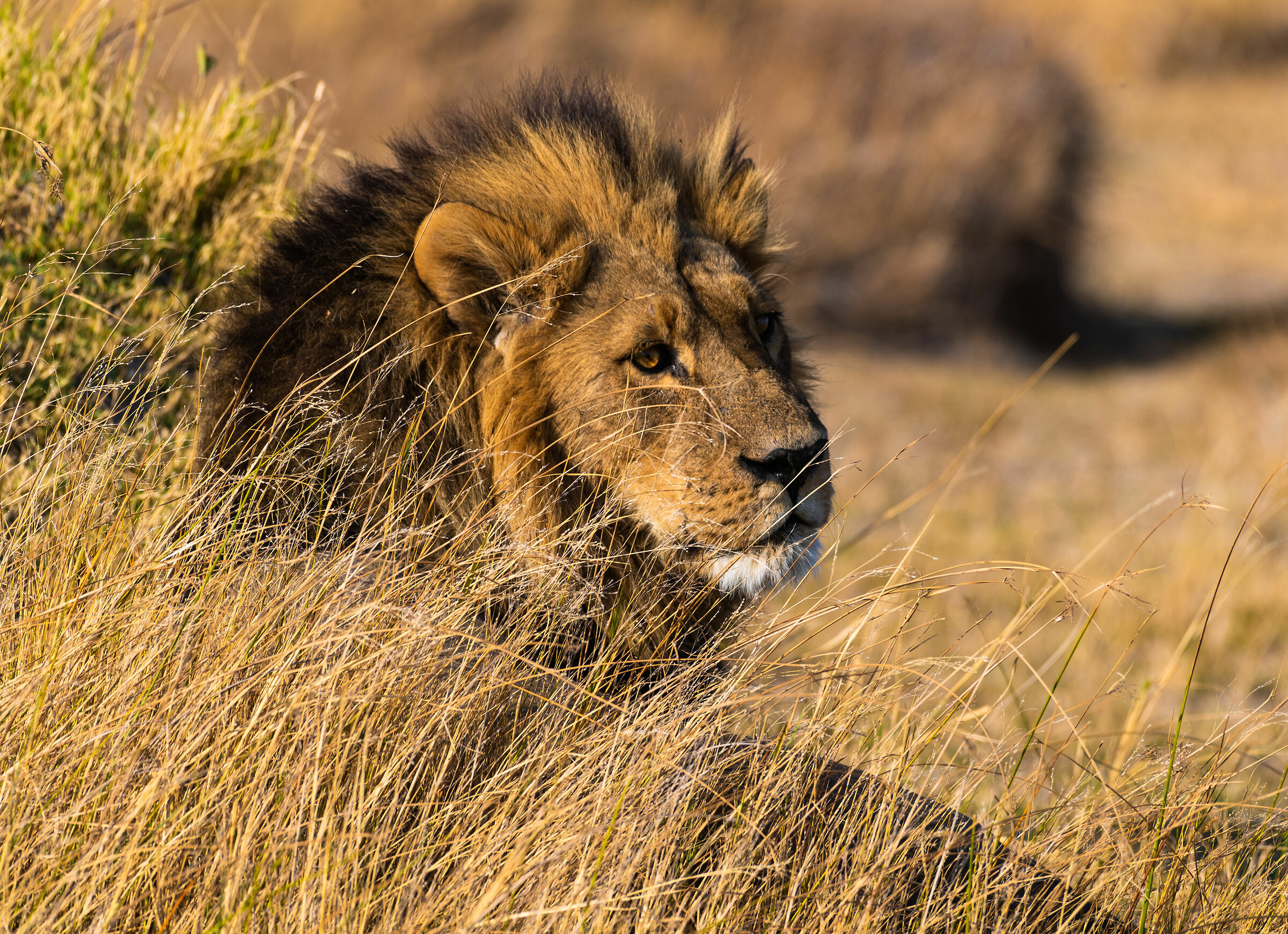 The King of Okavango
