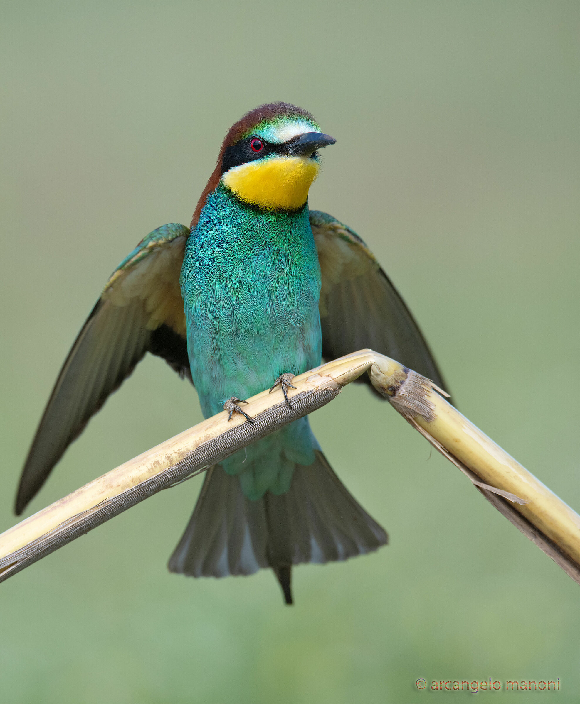 l' ''hirundogruccione''