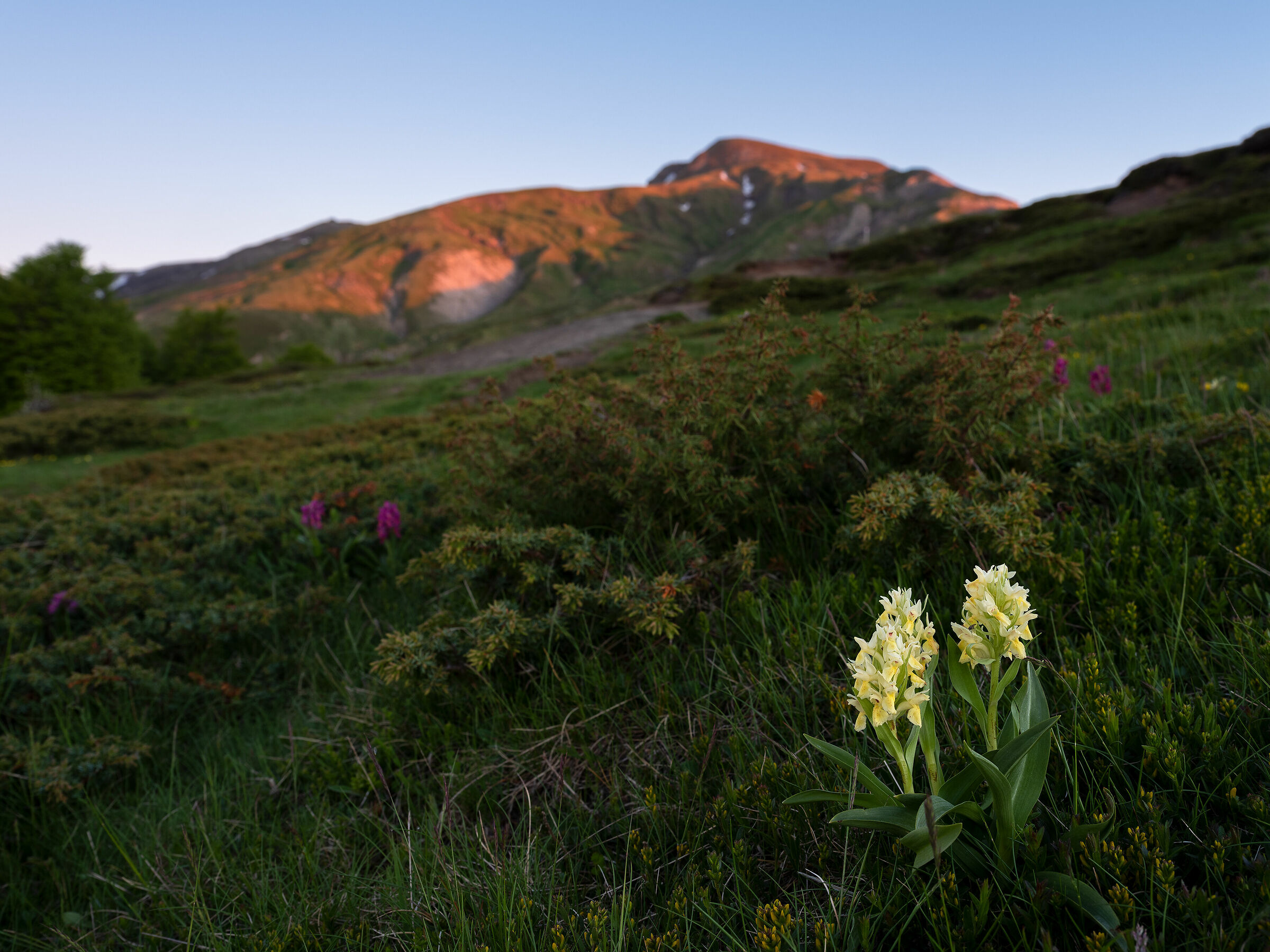 Sambucine e Cusna al tramonto