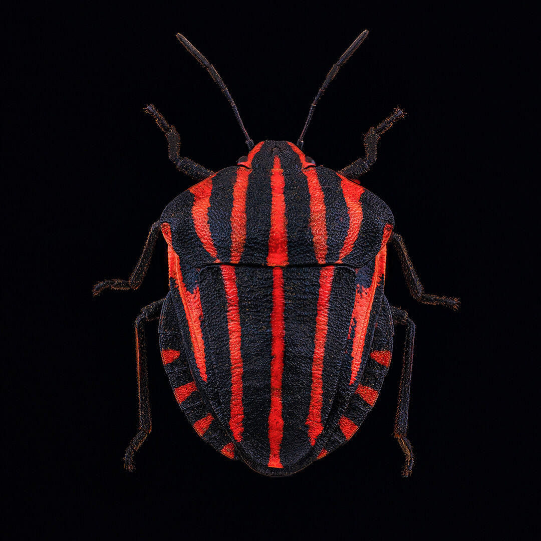 Colori della maglia della squadra di calcio di Milano