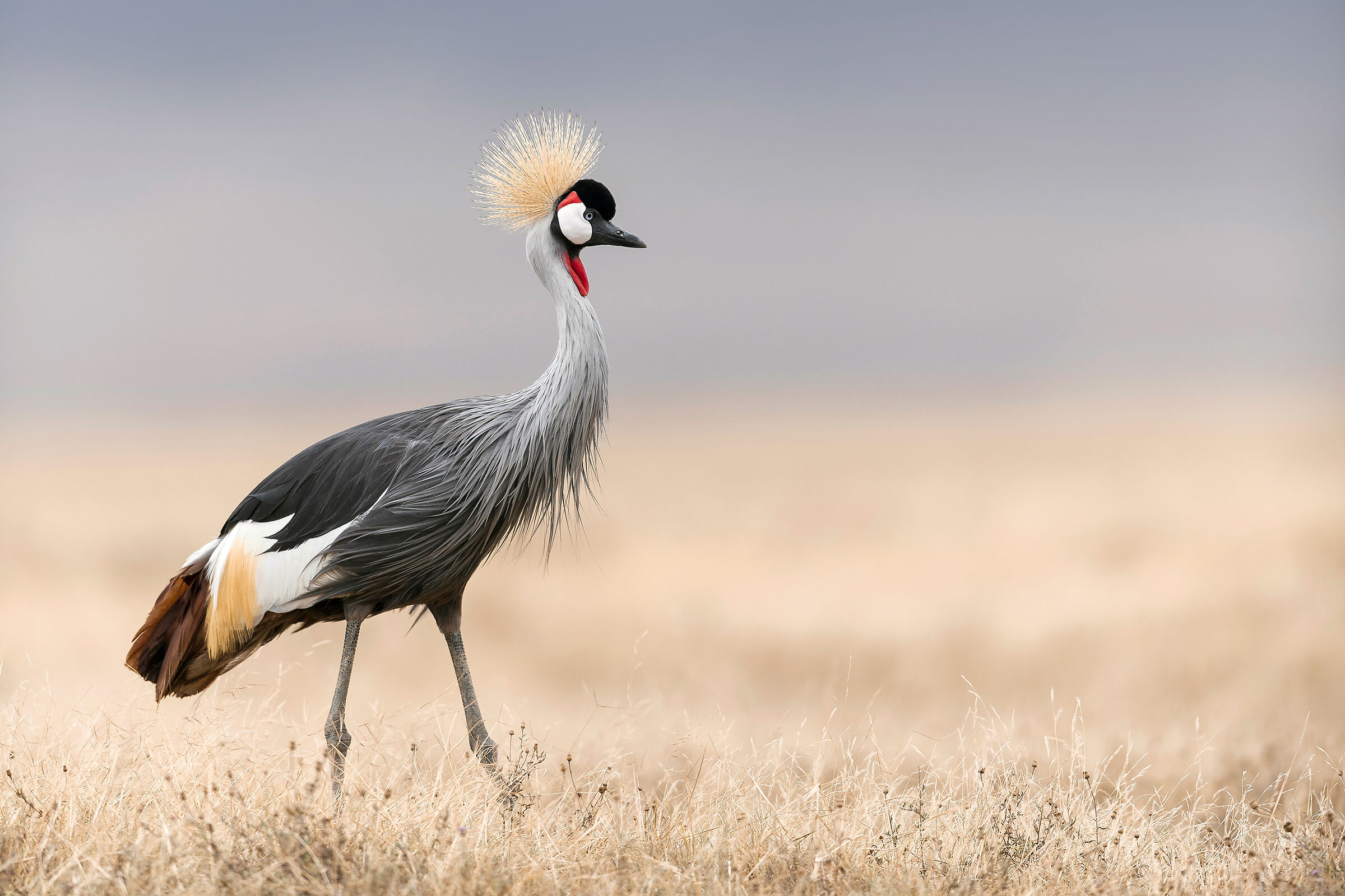 Grey Crowned Crane, Ngorongoro.