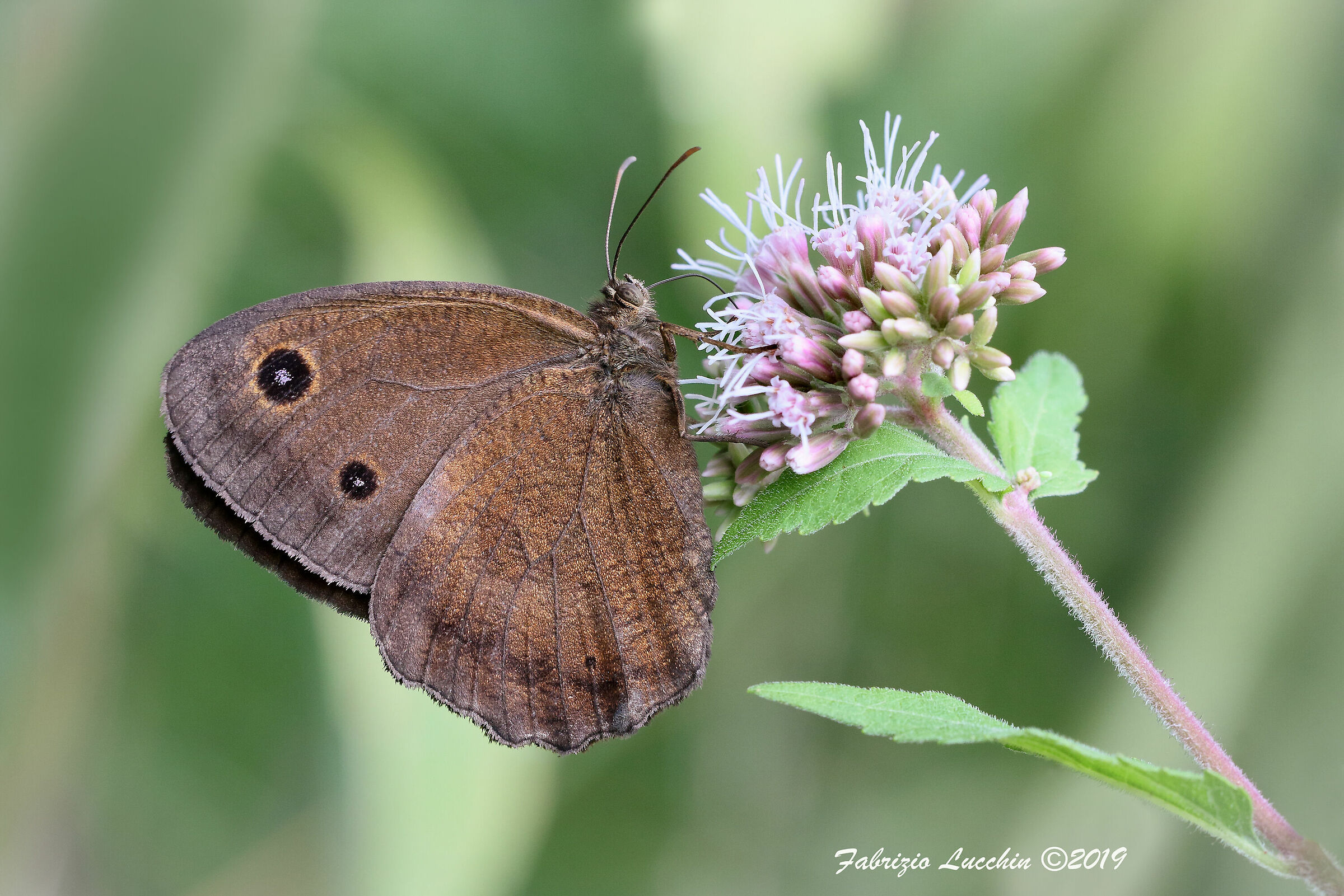 Minois dryas (esemplare maschio)
