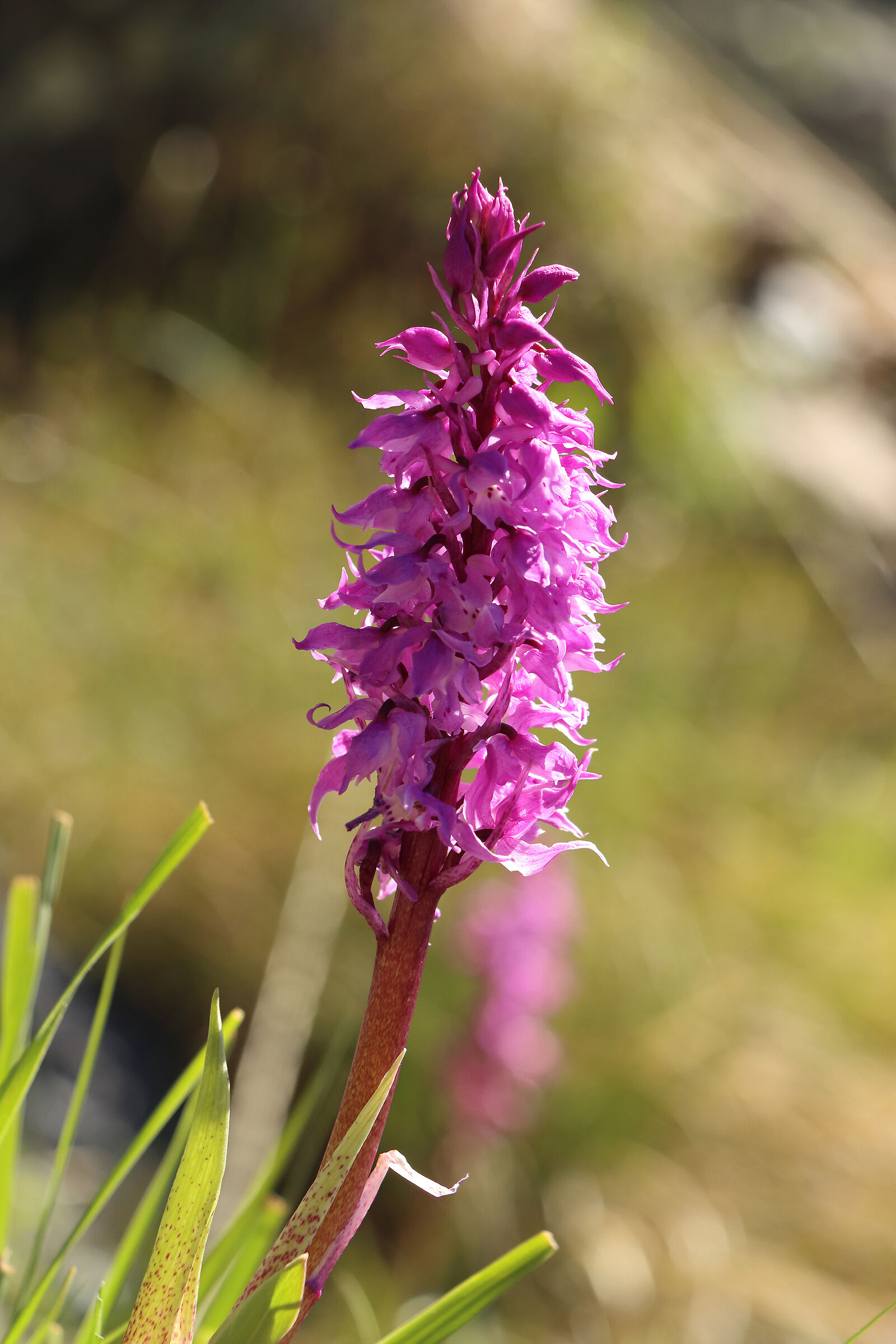 orchidea spontanea (presso rifugio Coca)