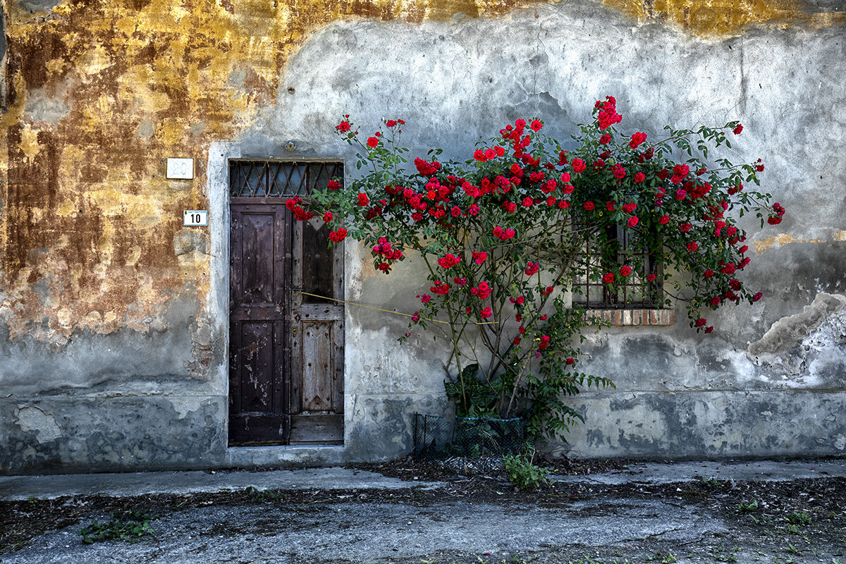 I'll give you a rose