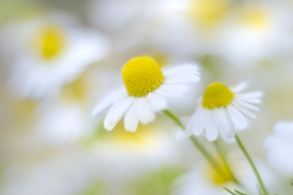 Untitled Photo