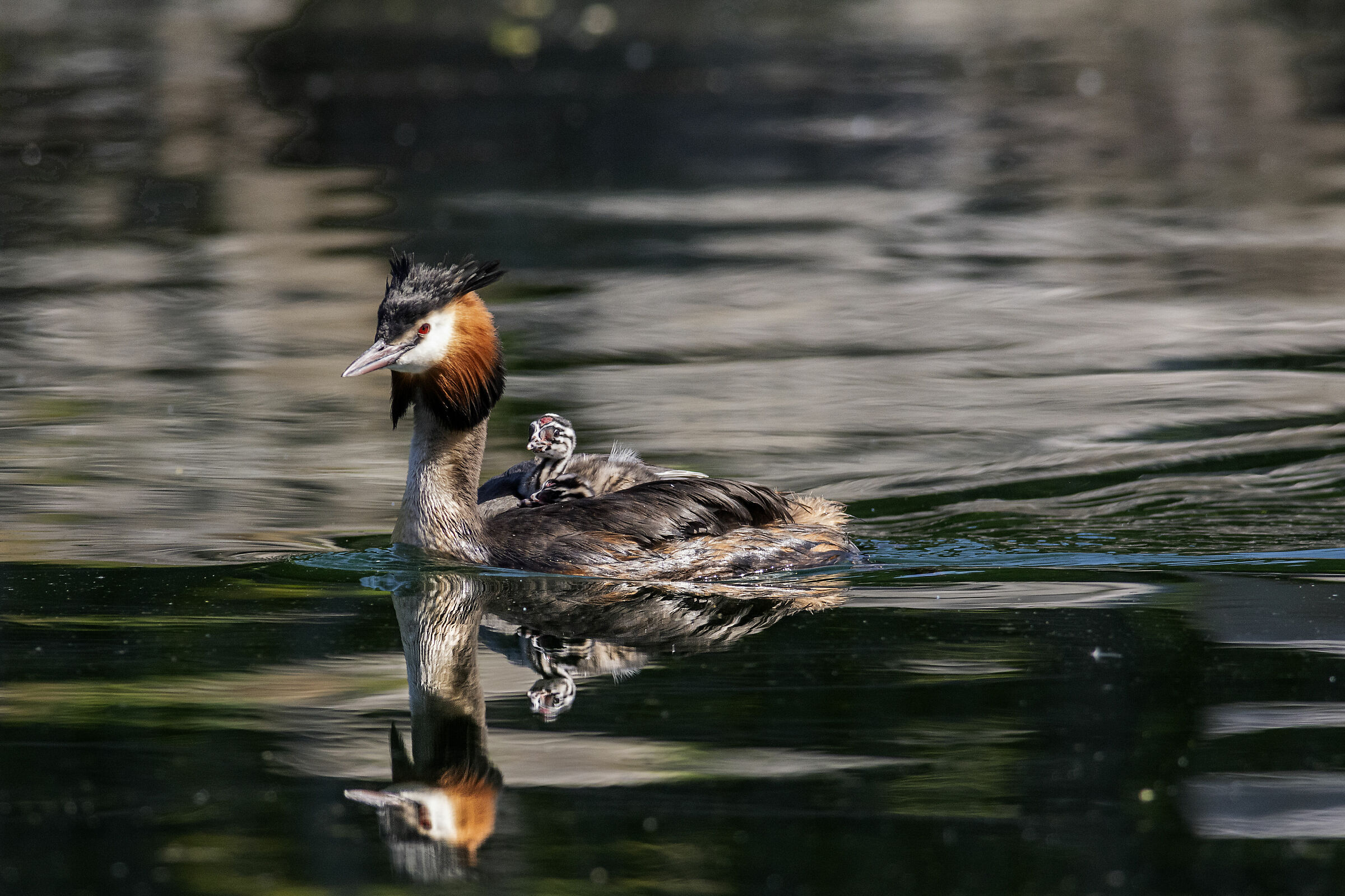 Svasso co pulli walking