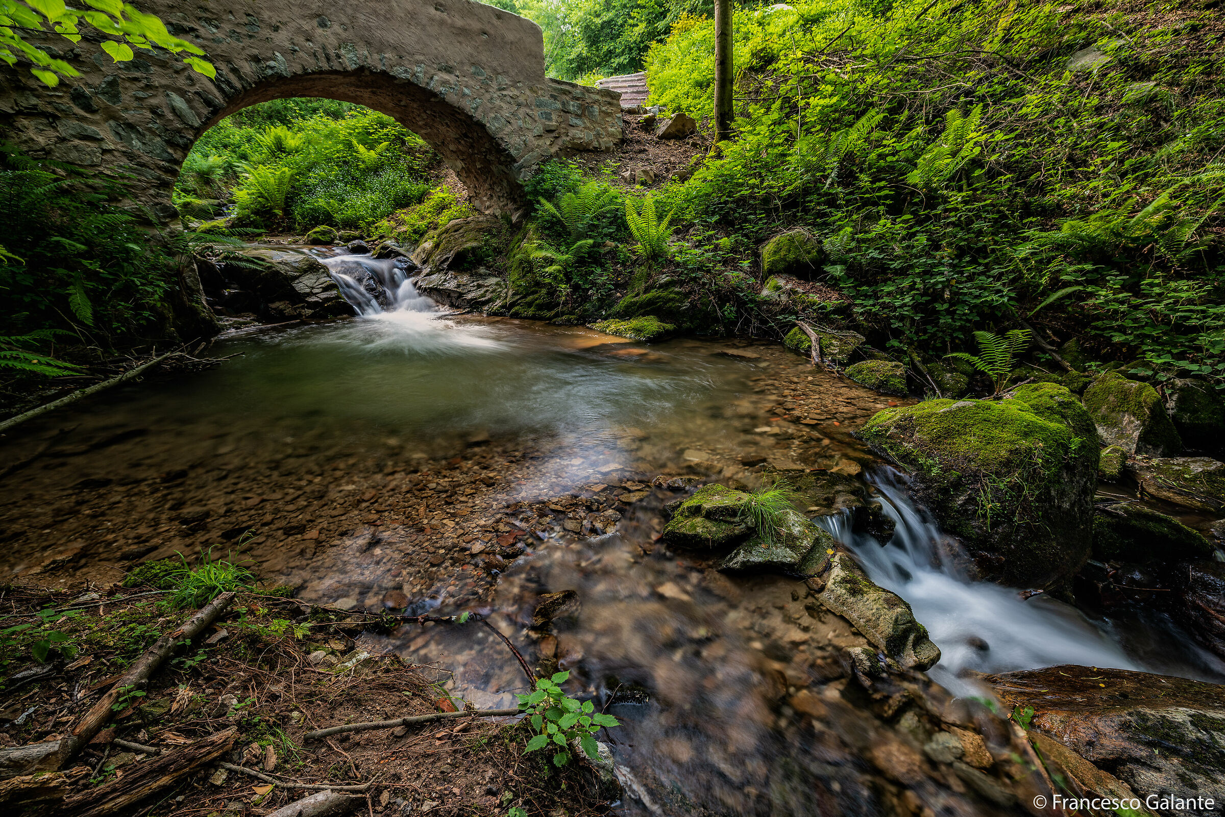 Passeggiando nel Bosco - Alpe di Noveis
