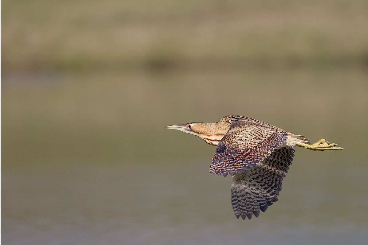 Il volo del Tarabuso