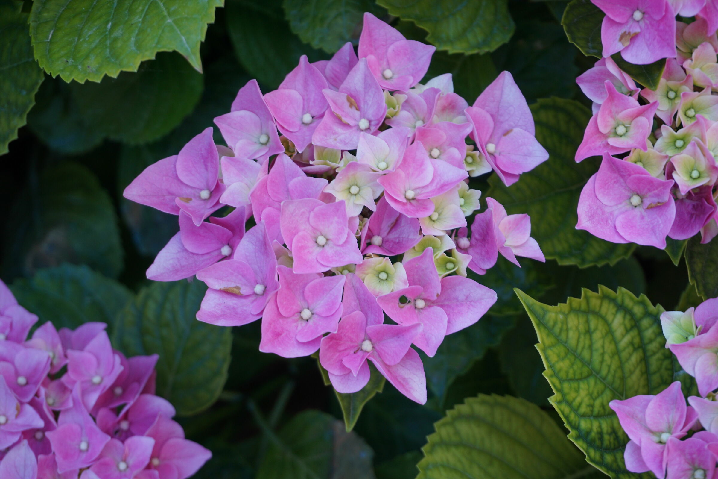 Hydrangea macrophylla  (Thunb.) Ser.