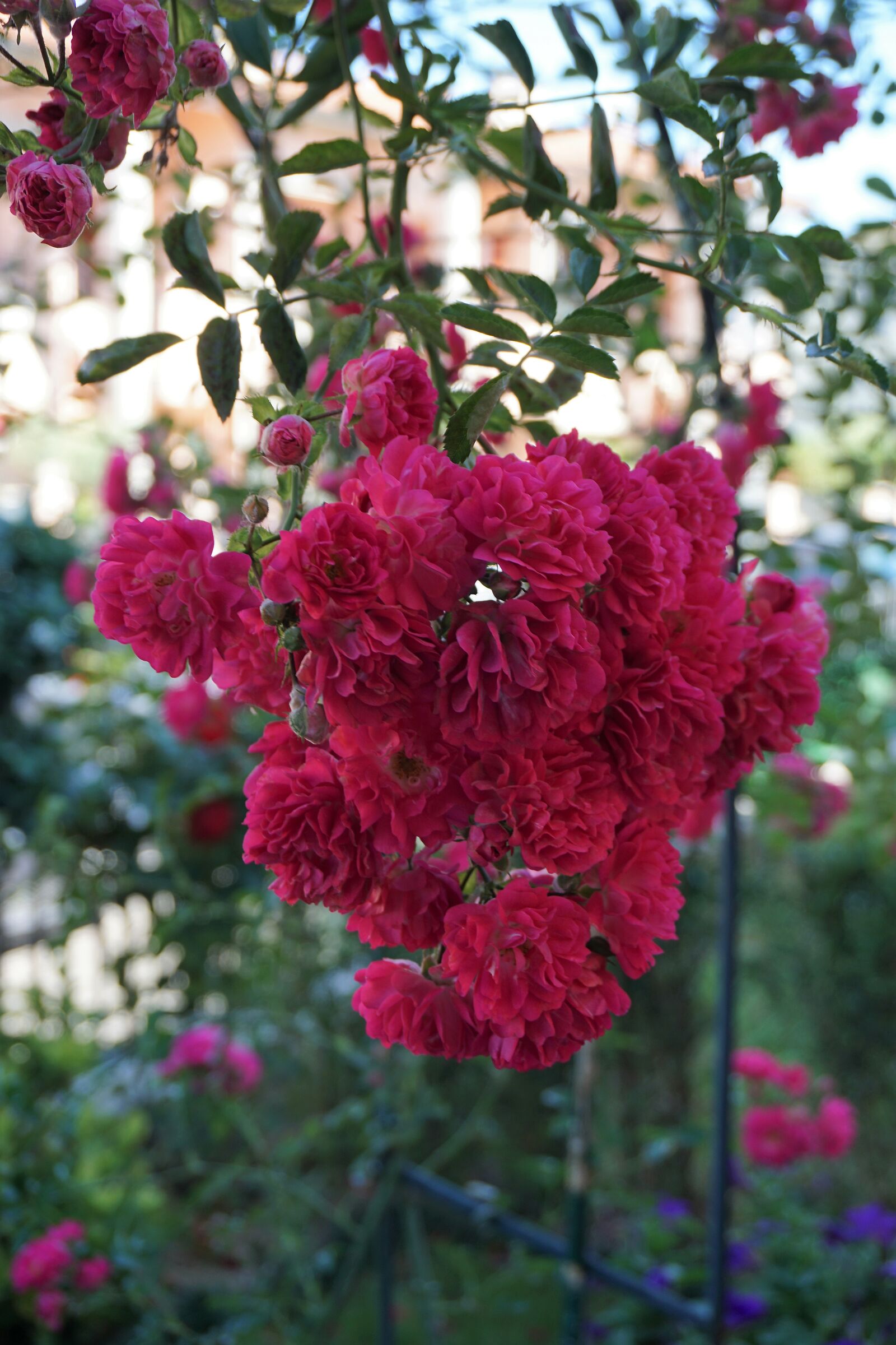 Rosa gallica  L.