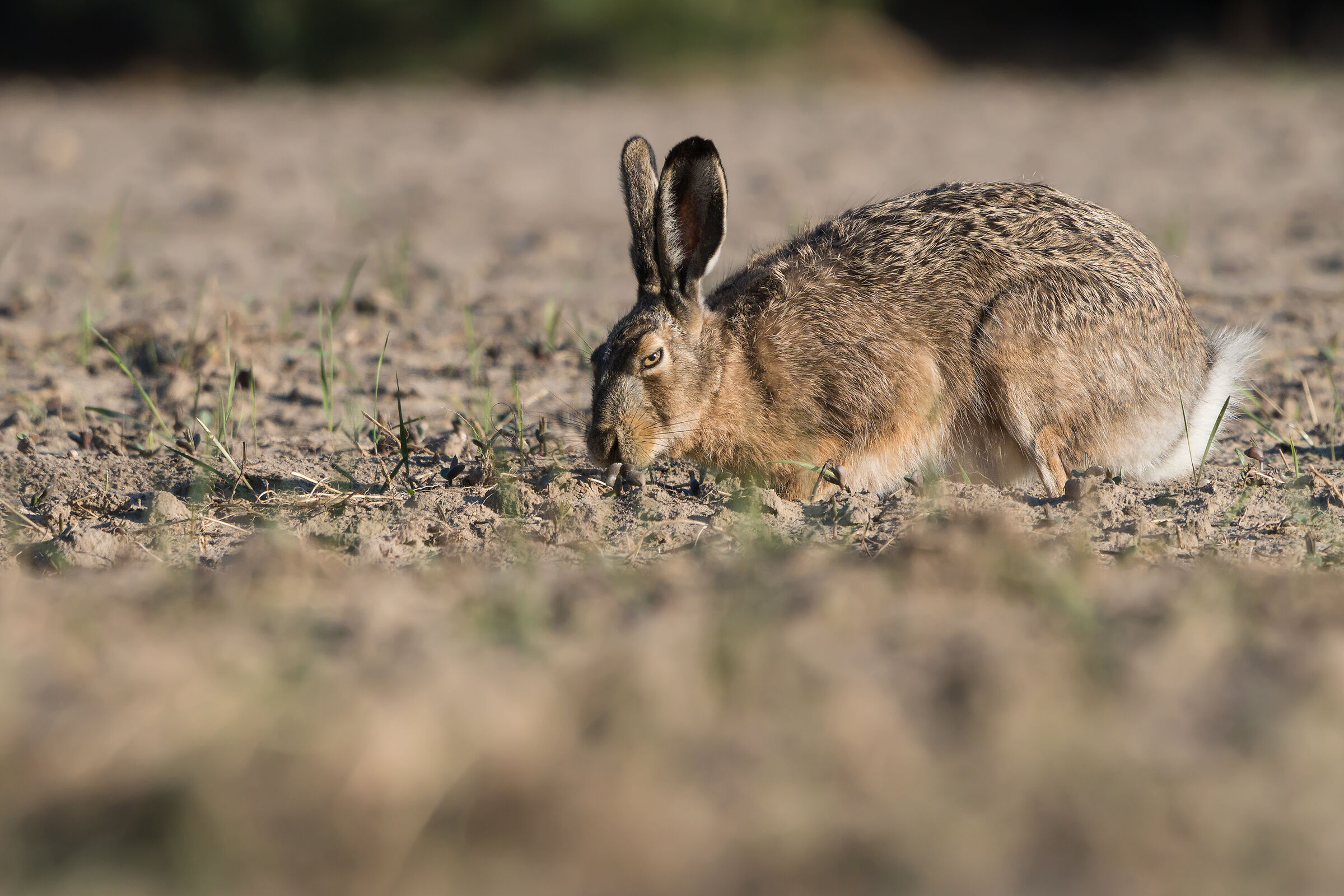 Brown hare (Lepus europaeus)