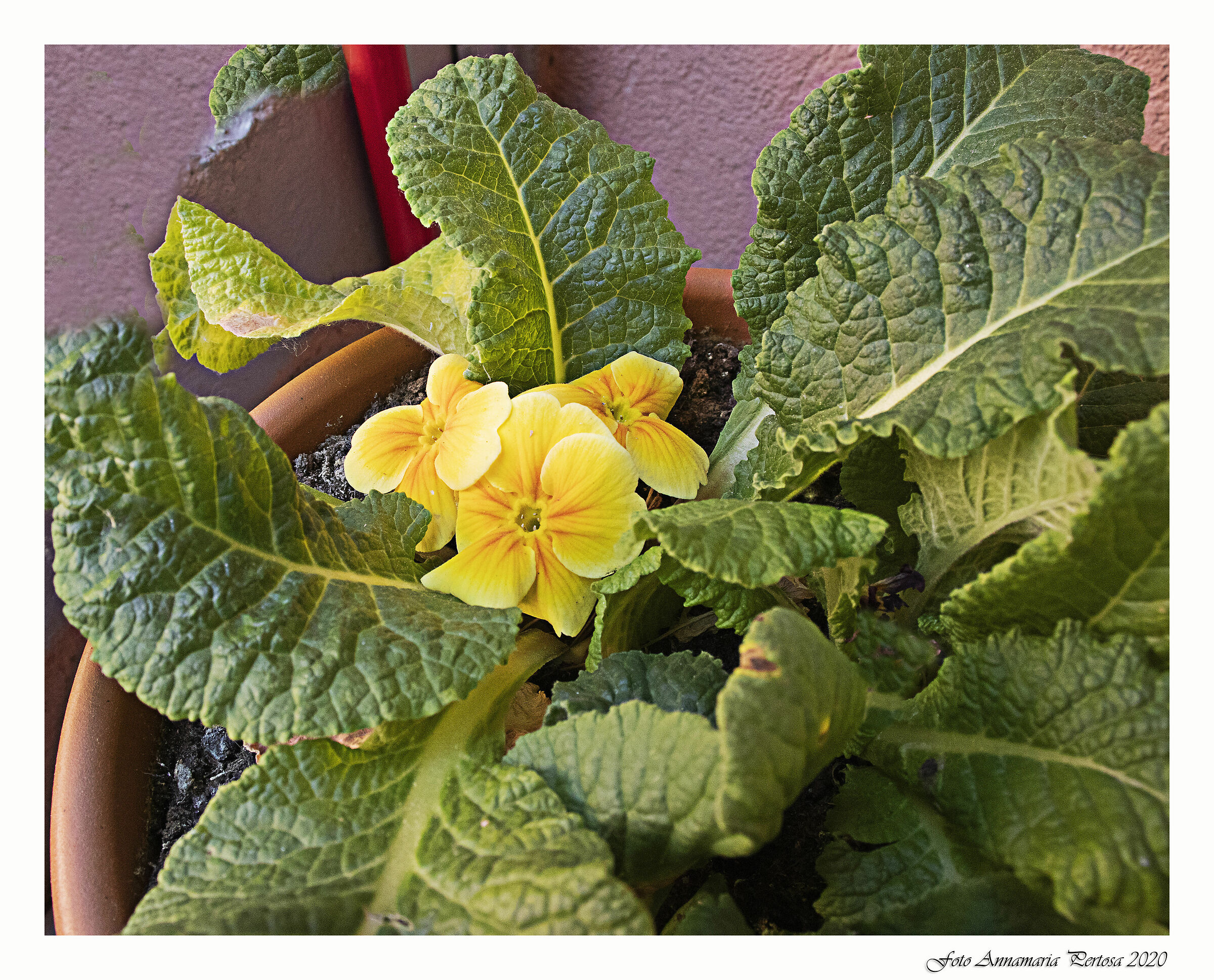 Timida e soletta sul mio balcone