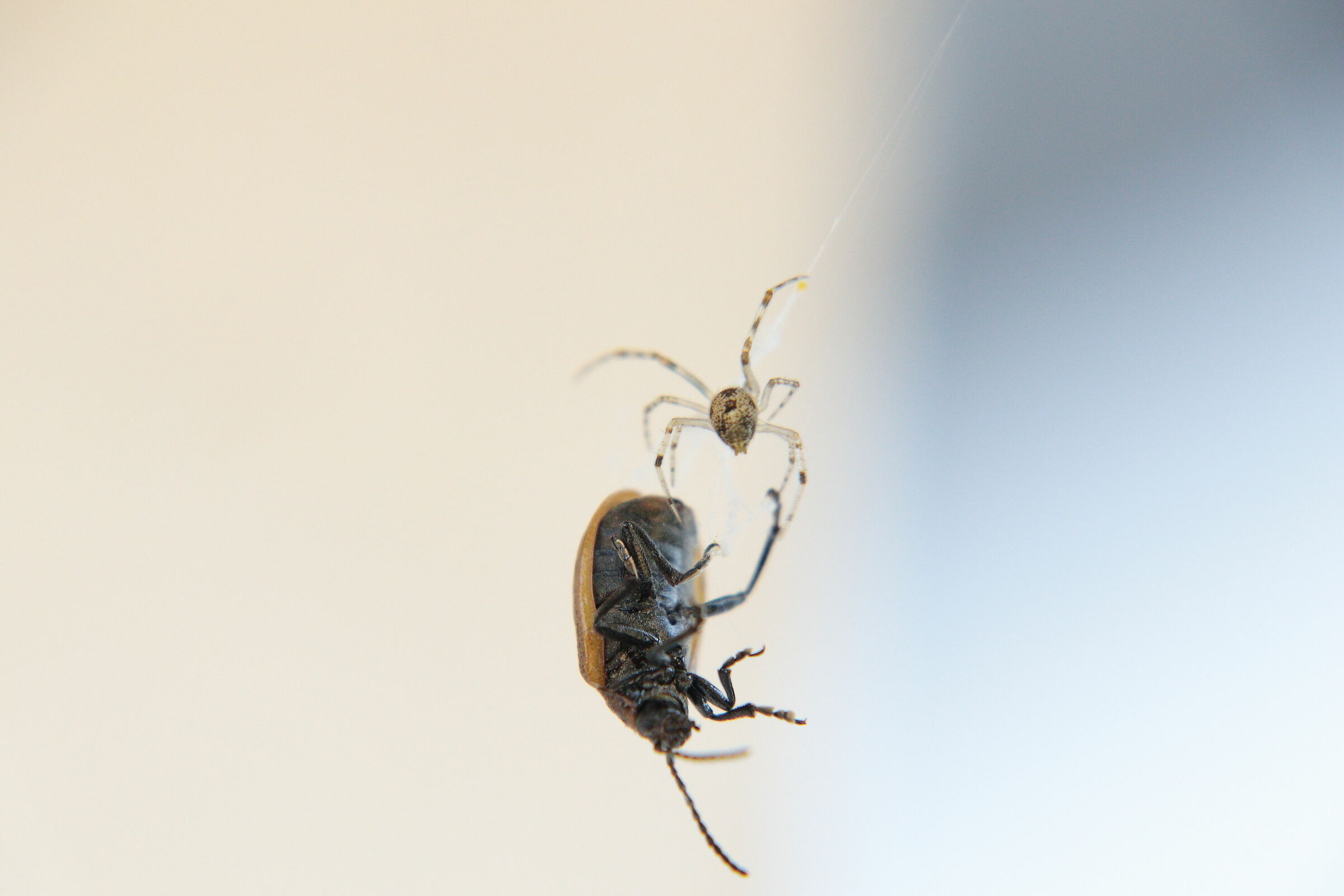 Tempo di banchetto, piccolo ragno che cerca uno scarabeo