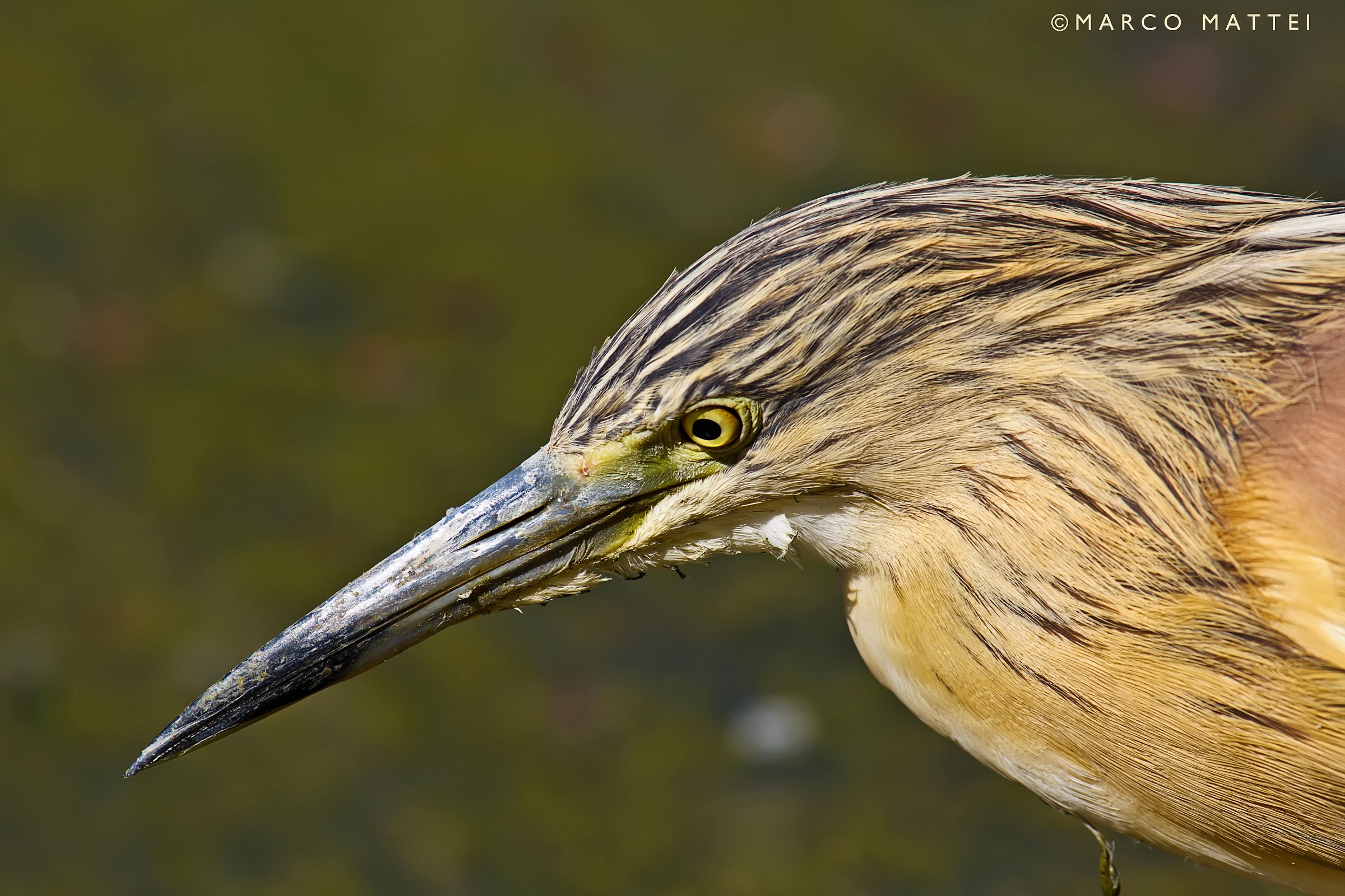 Sgarza ciuffetto in primo piano