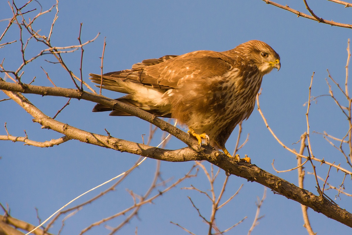 poiana con diarrea :D