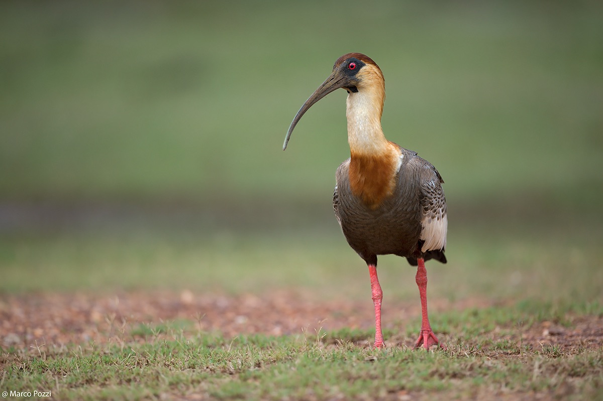 Buff-necked ibis