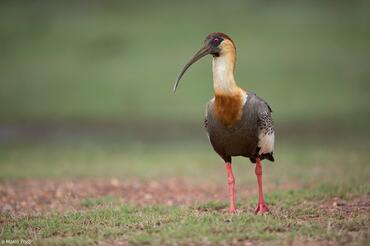 Theristicus caudatus