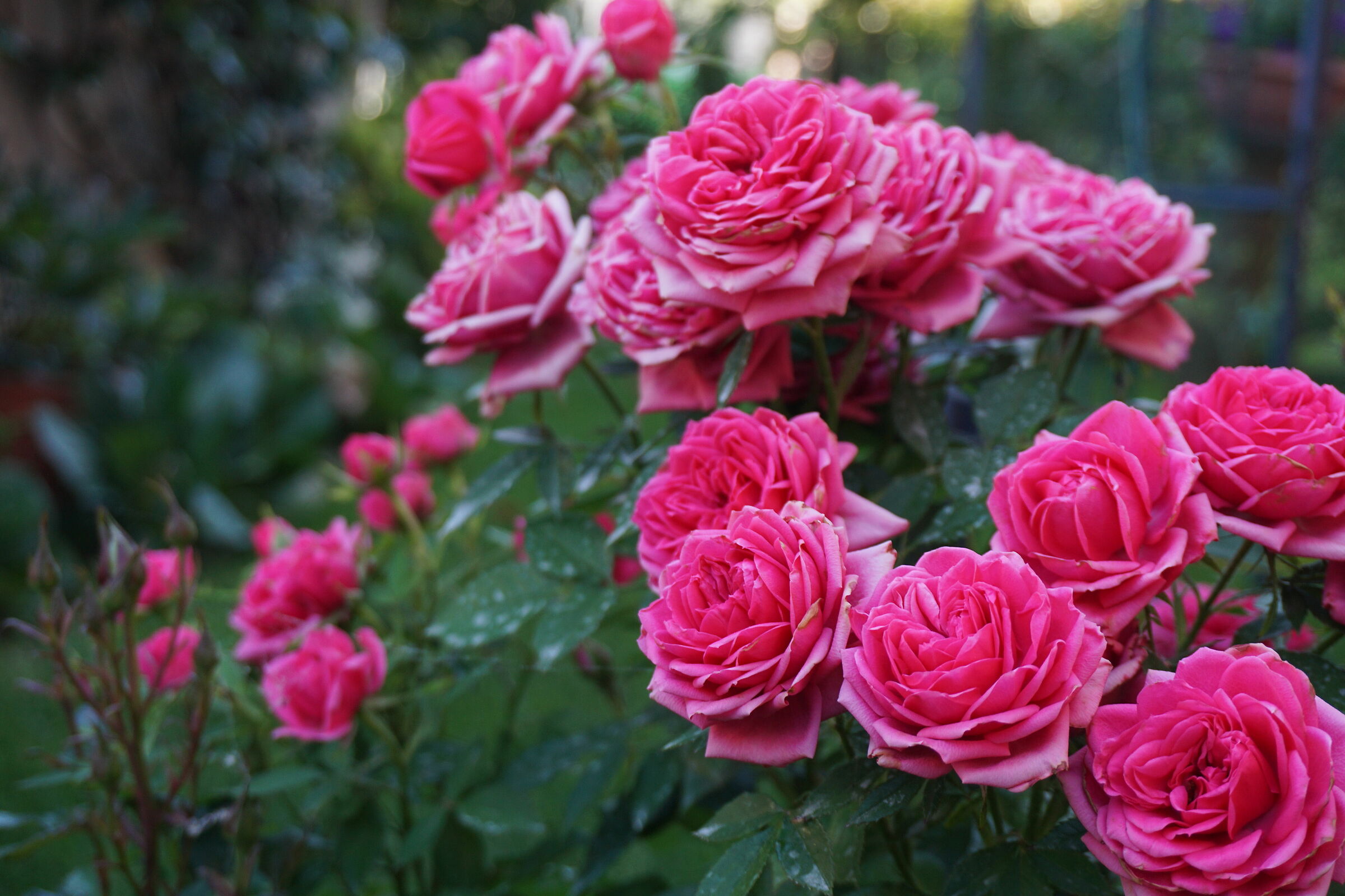 Rosa gallica  L.