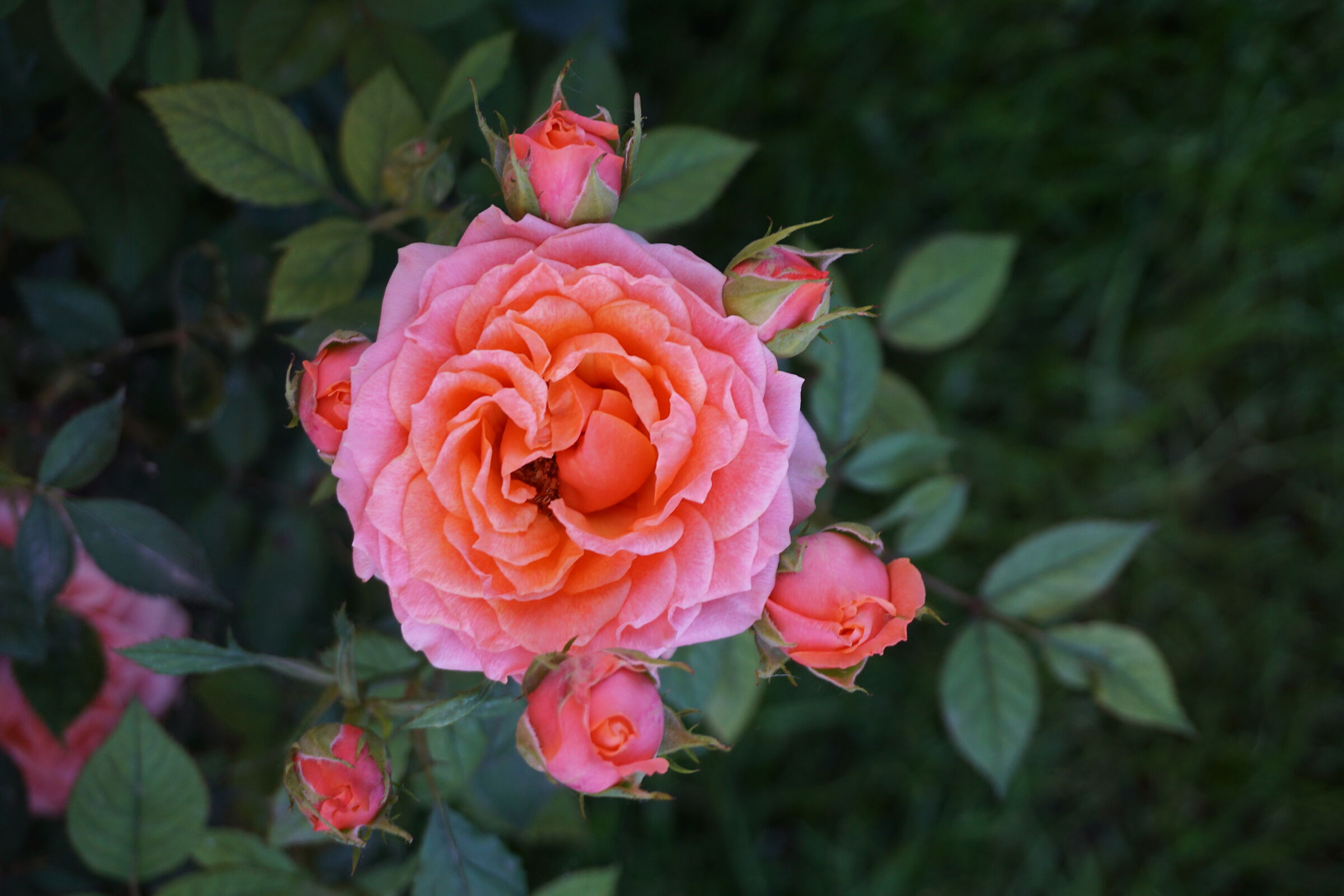 Rosa chinensis Jacq.