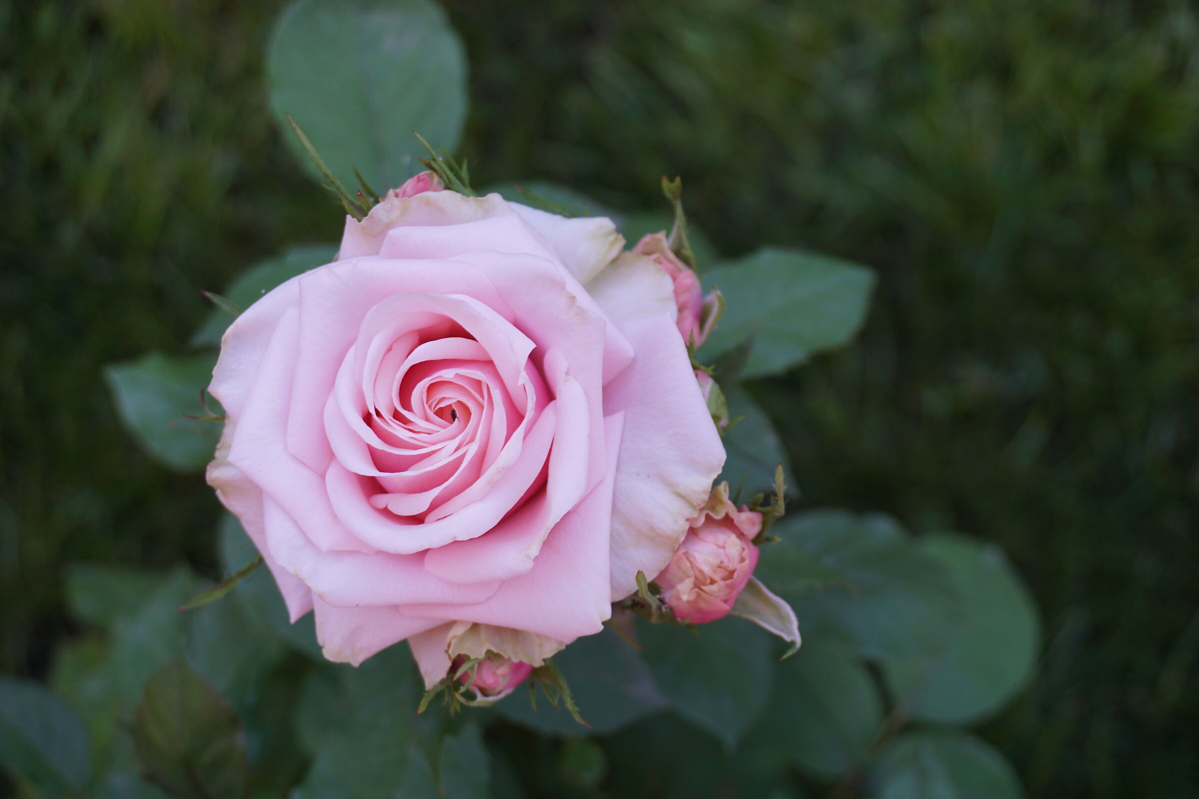 Rosa chinensis Jacq.