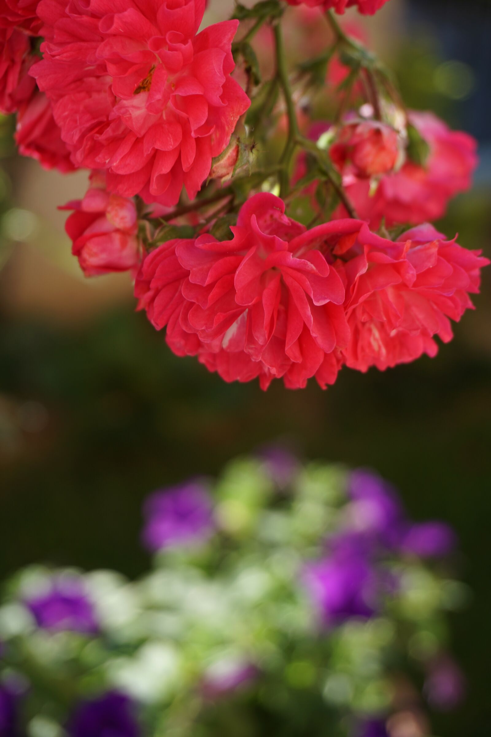 Rosa chinensis Jacq.