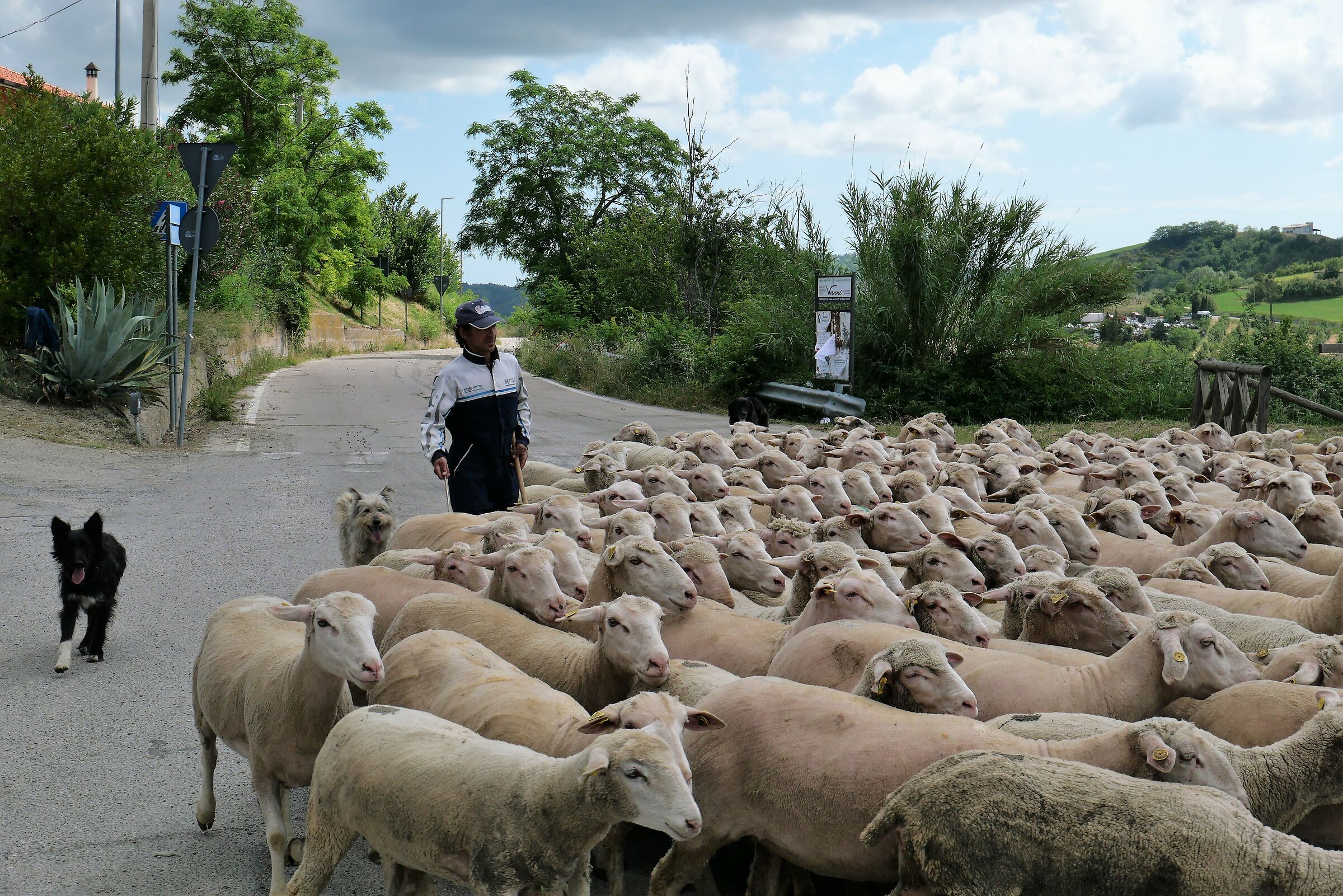 Va di moda il "gregge"!