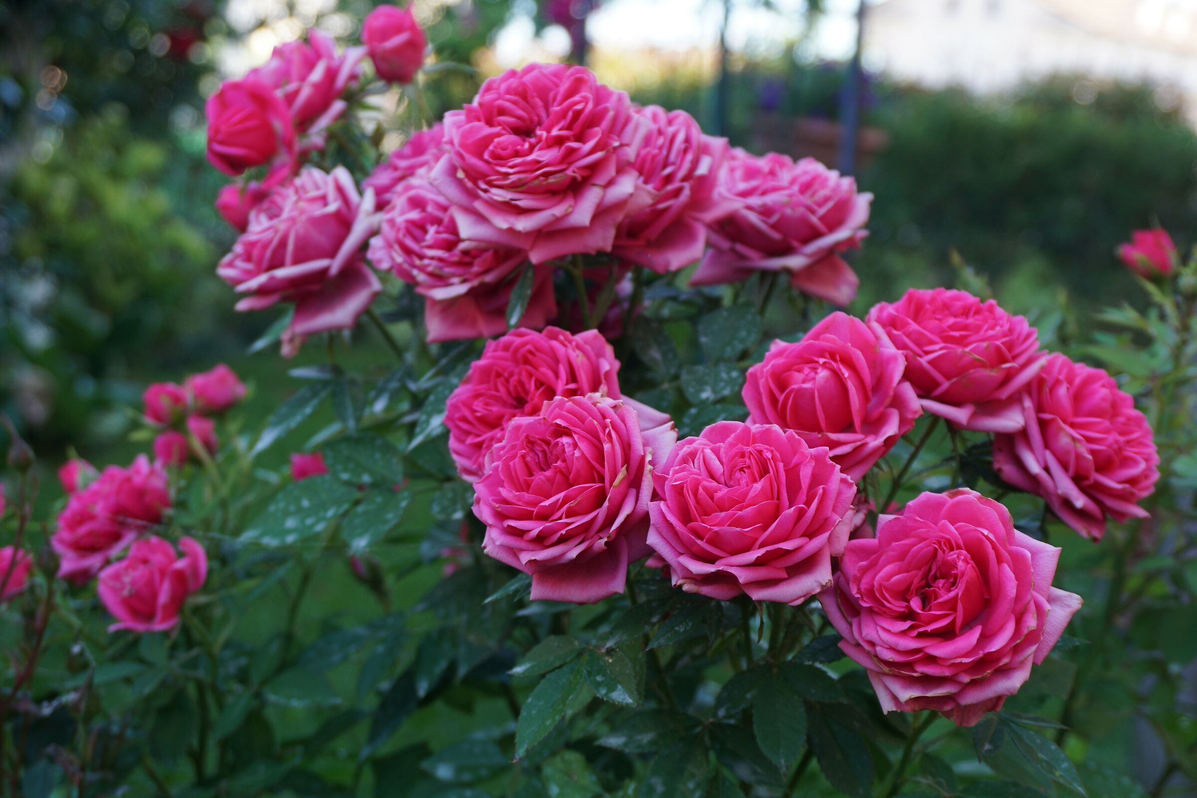 Rosa chinensis Jacq.