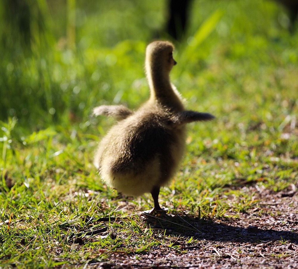 Wait for me, I've got small wings!