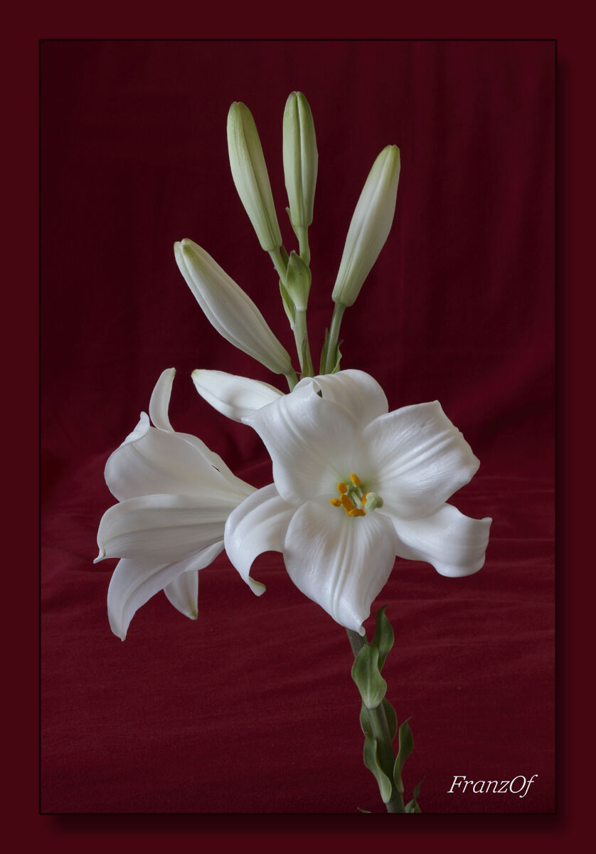 Fiori, meraviglie del creato