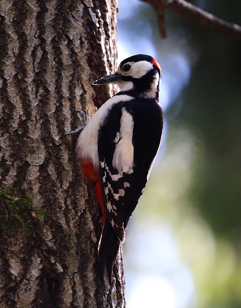 Major red woodpecker