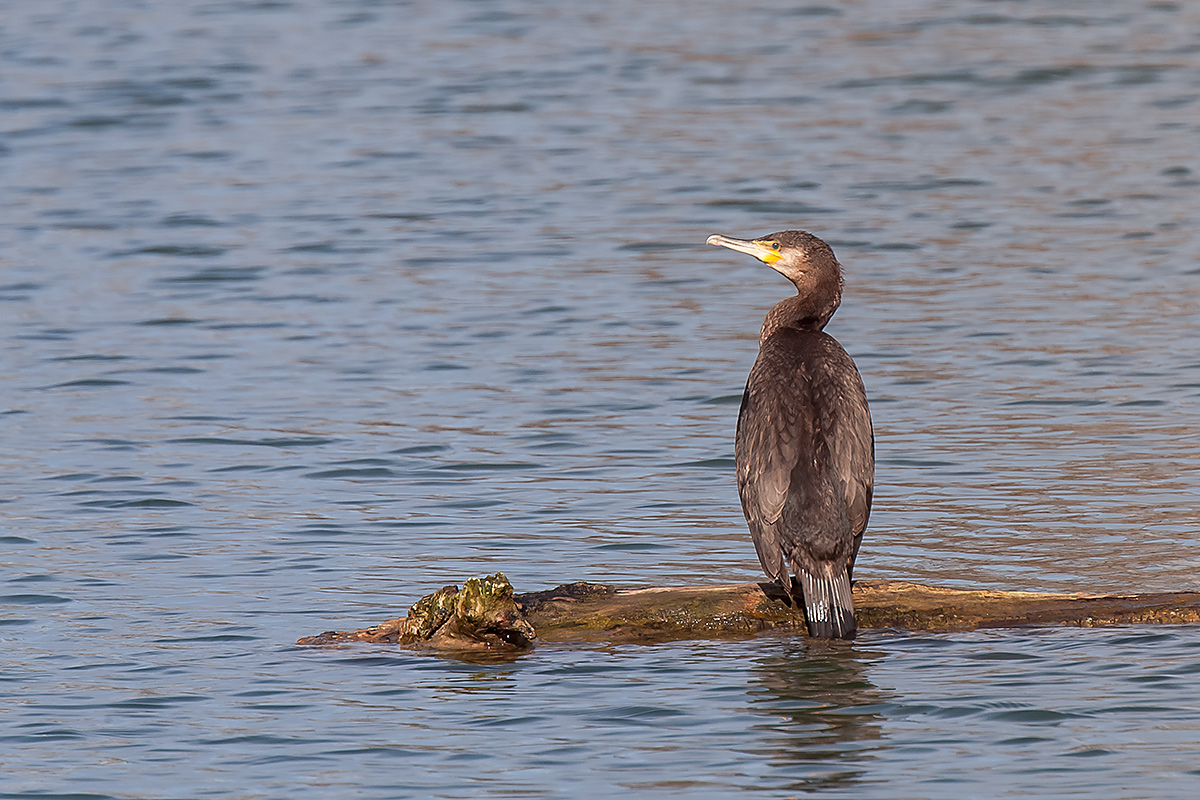 Phalacrocorax carbo