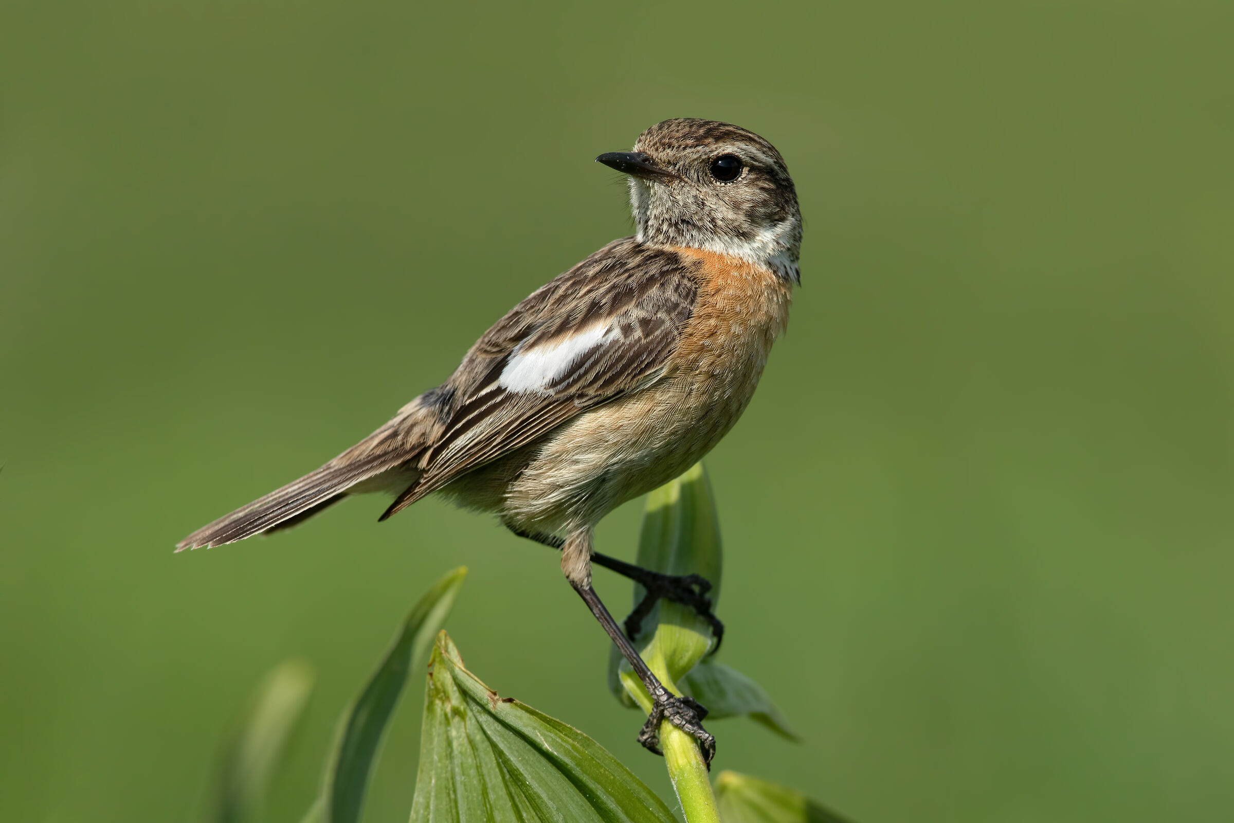 Saltimpalo (f) su veratro