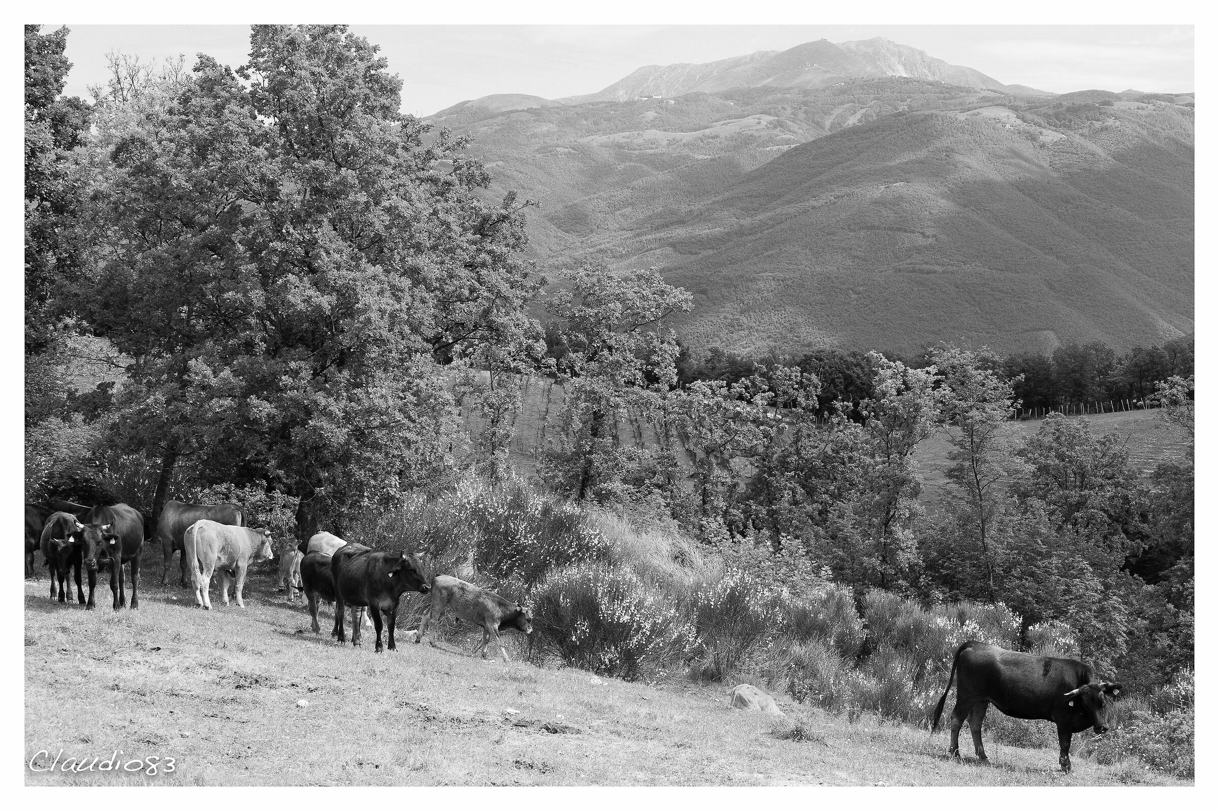 Pastures on the Ponzano Plateau...