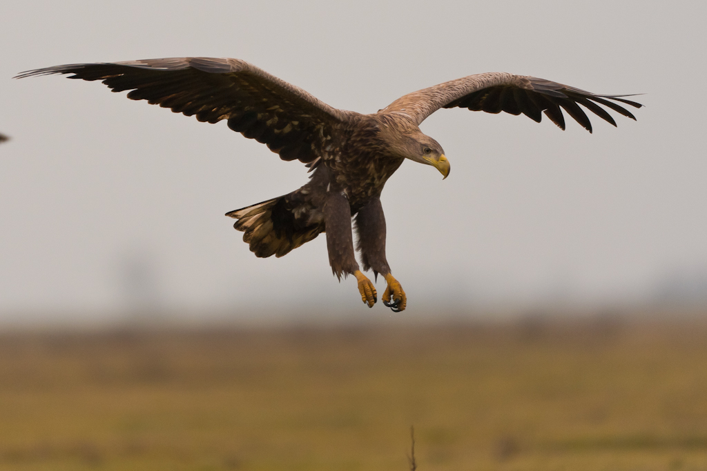 White-tailed eagle